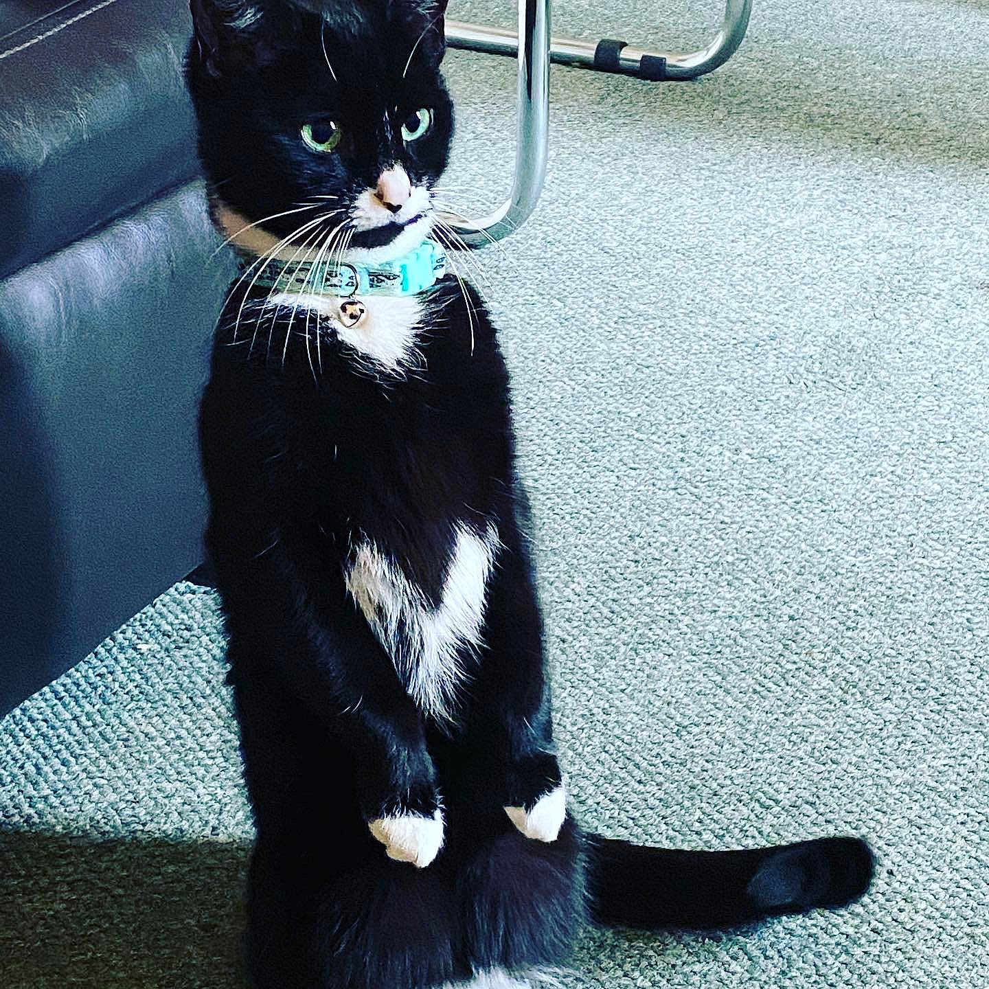 Misty is registered to the contest to win money with this photo: alert, animal, bell, black_fur, carpet, cat, close-up, collar, couch, curious, domestic_cat, feline, furniture, indoor, pet, standing, tail, tuxedo_cat, whiskers, white_fur