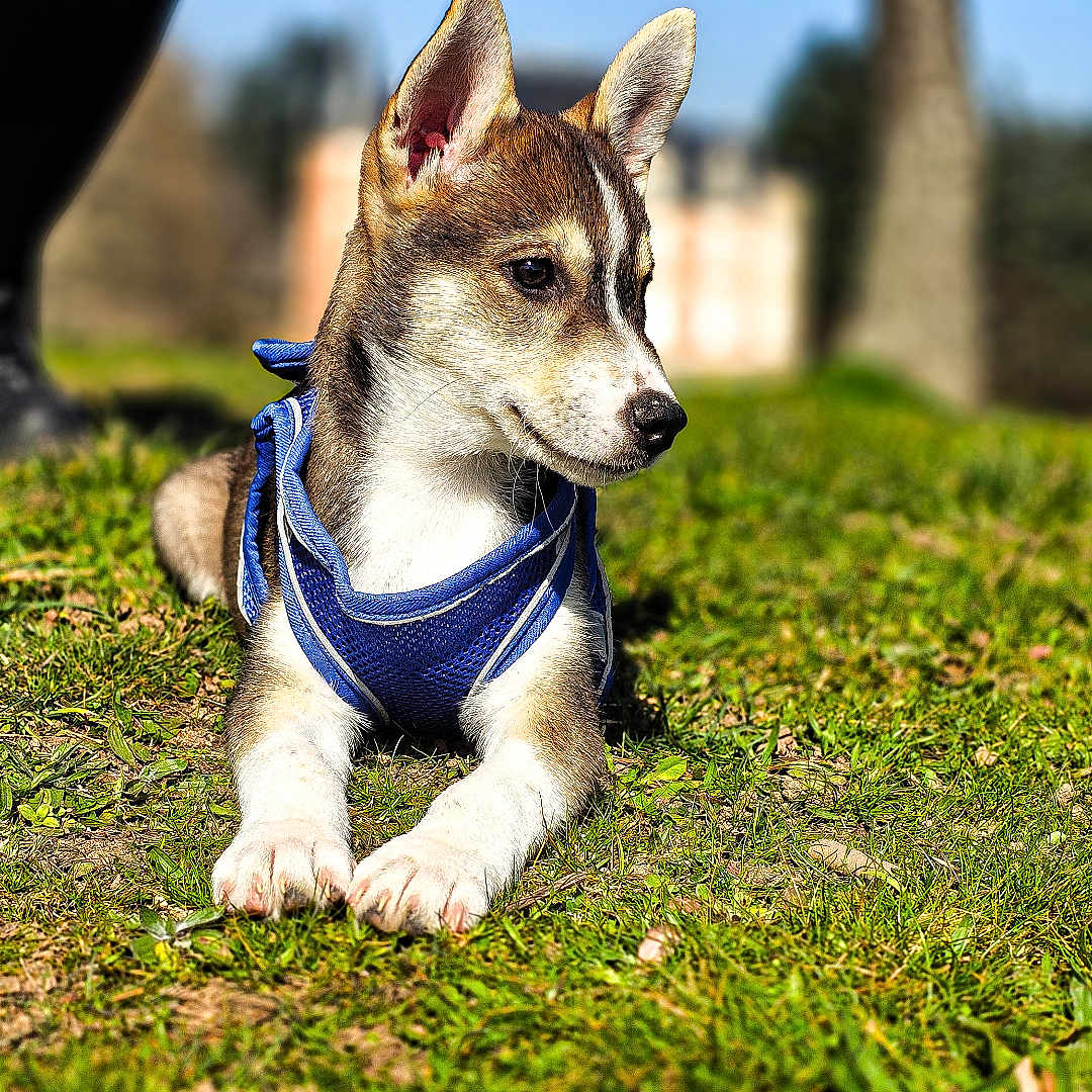 Loki participe au concours pour gagner de l'argent avec cette photo : accessories, animal, boy, canine, chihuahua, child, dog, field, grass, grassland, hound, husky, lawn, leash, male, person, pet, plant, puppy, strap
