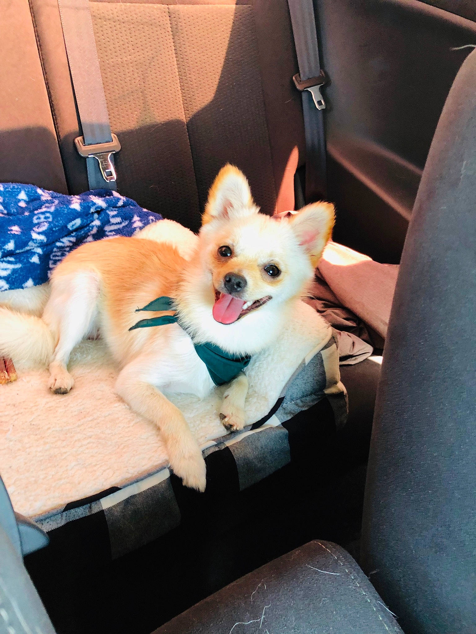 Romeo is registered to the contest to win money with this photo: canidae, car_seat, carnivore, companion_dog, dog, dog_breed, fawn, mammal, non_sporting_group, pembroke_welsh_corgi, pomeranian, puppy, vertebrate, welsh_corgi