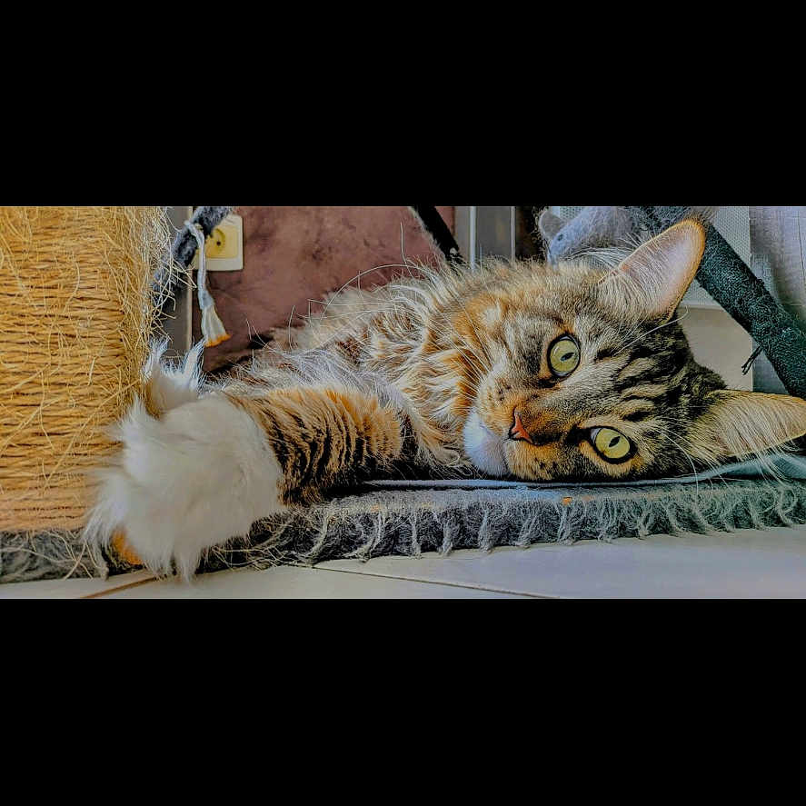 Pounky