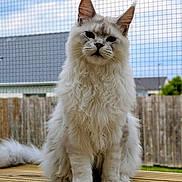 Aloha a rejoint le concours — aidez-le/la à gagner de superbes lots ! animal, backyard, bamboo_deck, blue_eyes, cat, ears, fence, fluffy, garden, house, long_hair, mesh, outdoor, pet, photography, portrait, sitting, tail, whiskers, white_fur