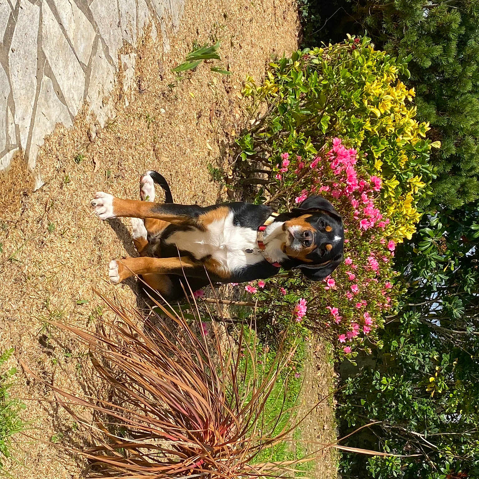 Tara