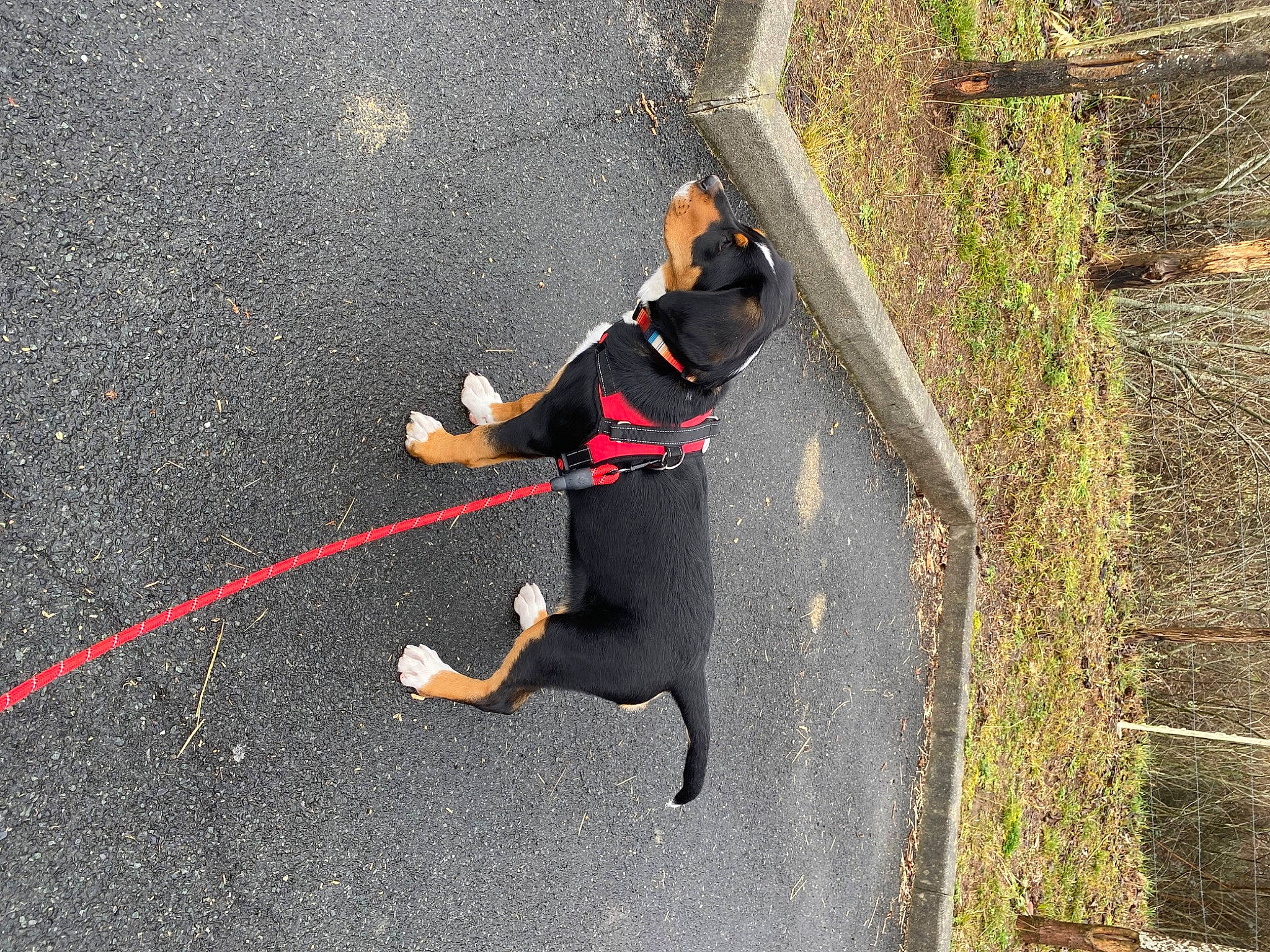 Tara participe au concours pour gagner de l'argent avec cette photo : asphalt, carnivore, collar, companion_dog, concrete, dog, dog_breed, dog_collar, dog_supply, fashion_accessory, grass, leash, pet_supply, plant, road_surface, rope_rhythmic_gymnastics, shadow, sidewalk, tail, tar