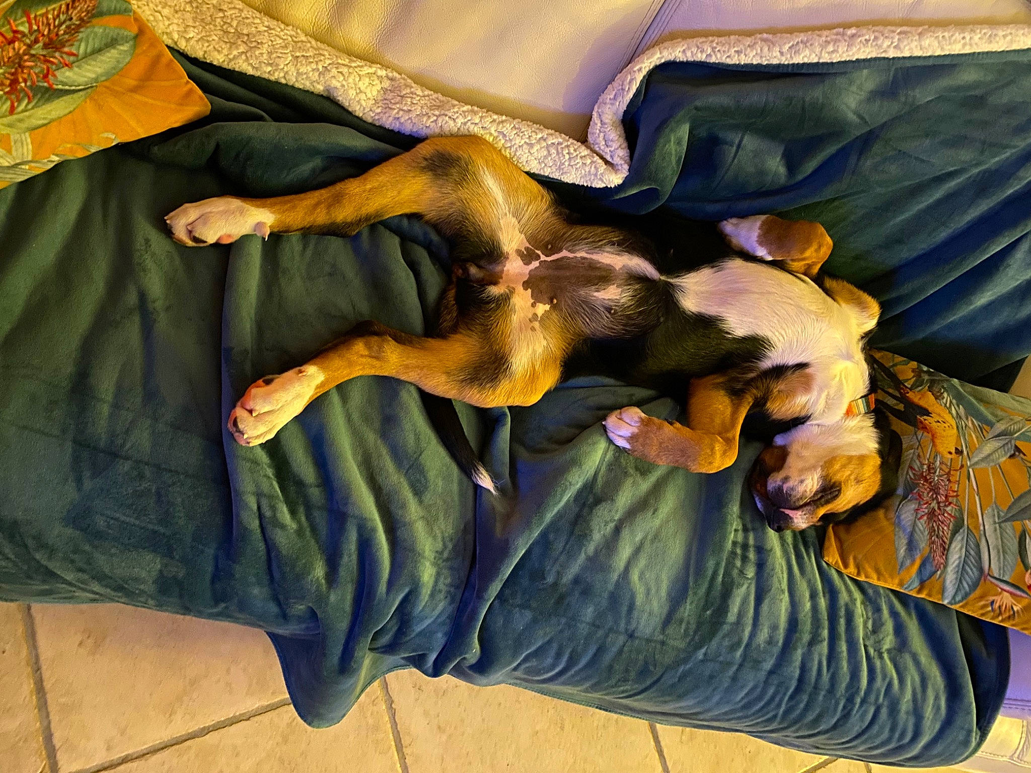 Tara a rejoint le concours — aidez-le/la à gagner de superbes lots ! art, canidae, carnivore, comfort, companion_dog, dog, dog_breed, fawn, flooring, guard_dog, linens, pattern, sleeve, sporting_group, tail, textile, visual_arts, wood