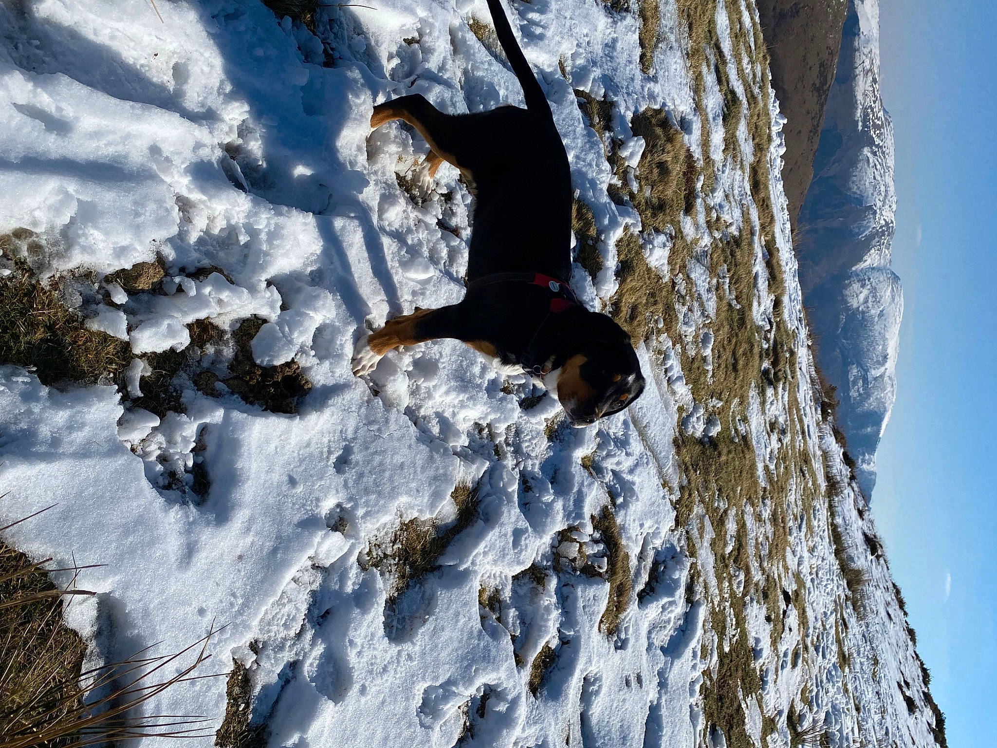 Tara a rejoint le concours — aidez-le/la à gagner de superbes lots ! adventure, bedrock, climbing, formation, freezing, geological_phenomenon, glacial_landform, ice_cap, mountain, mountaineer, plant, recreation, rock, sky, slope, snow, terrain, tree, trunk, winter