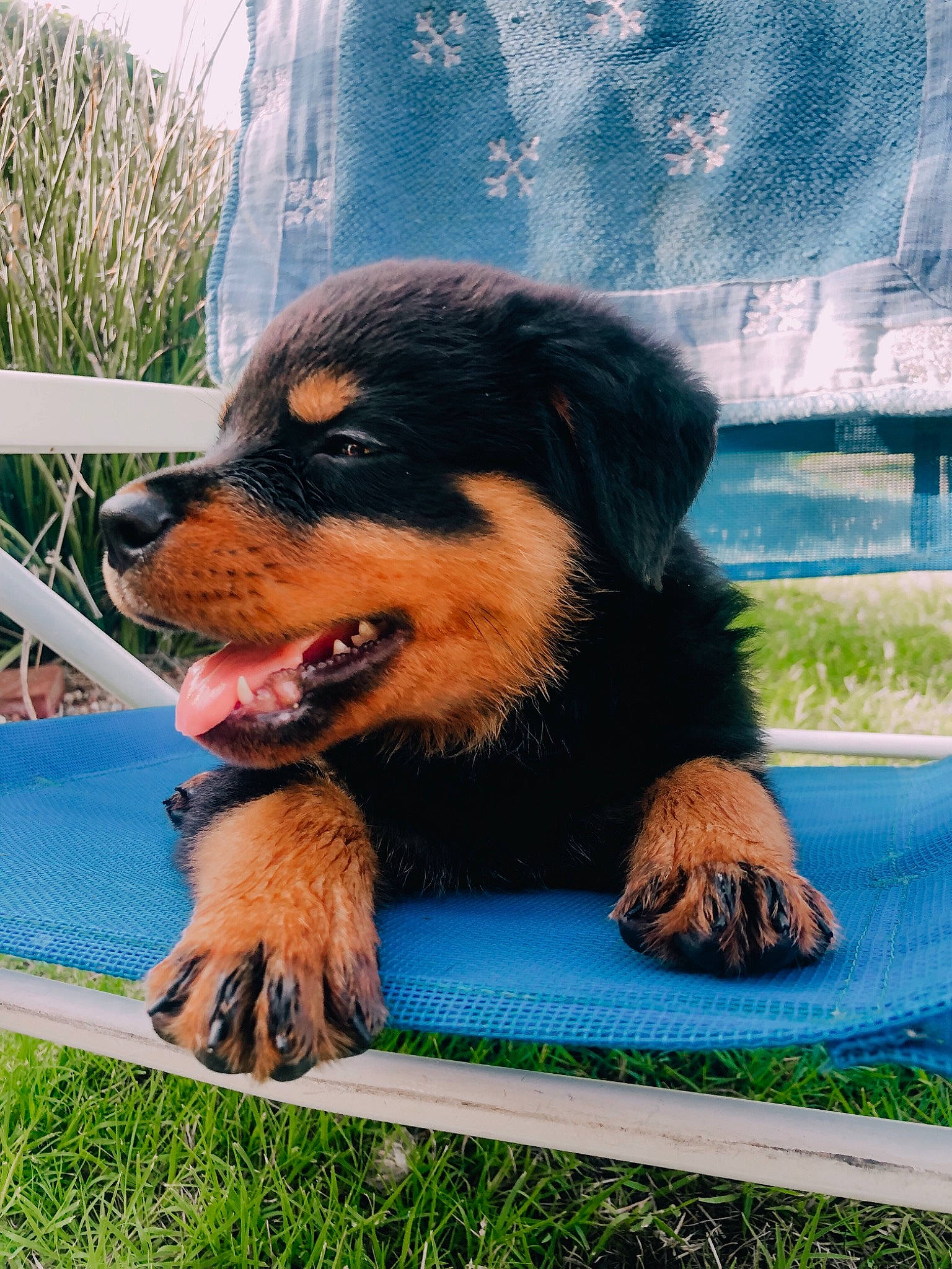 Boone joined the competition — help win amazing prizes! canidae, carnivore, companion_dog, dog, dog_breed, fur, grass, mammal, outdoor_furniture, paw, plant, rottweiler, smile, snout, sporting_group, table, terrestrial_animal, vertebrate, working_dog