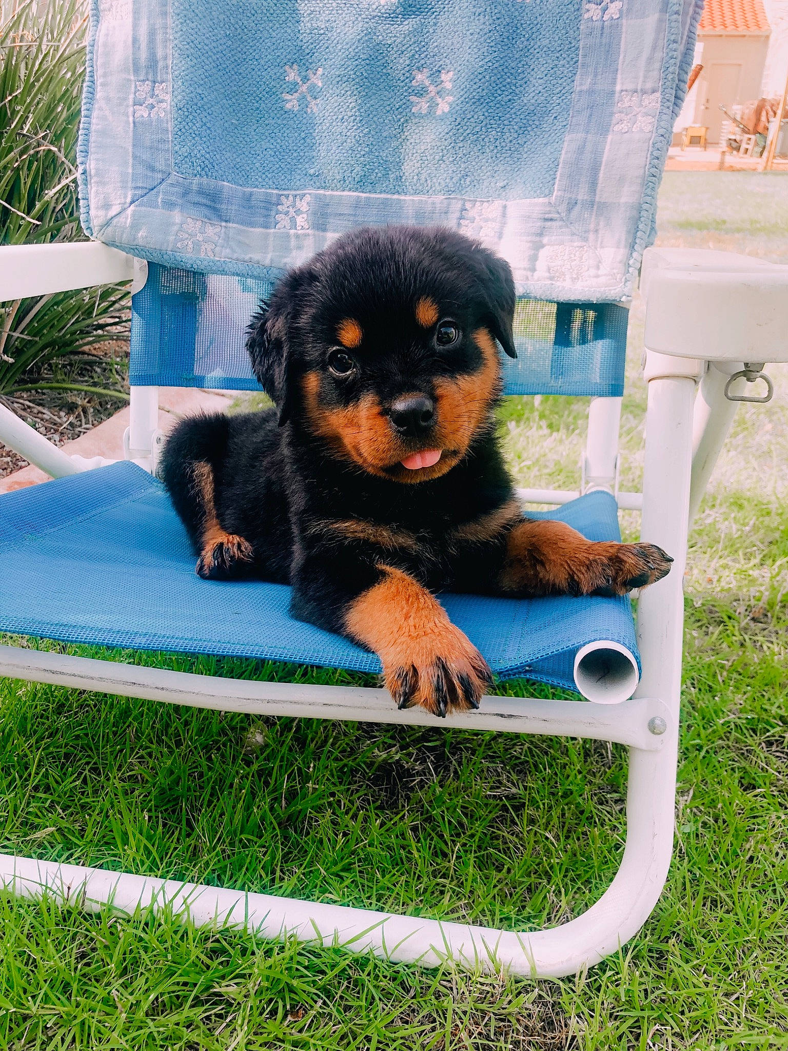 Boone is registered to the contest to win money with this photo: canidae, carnivore, companion_dog, dog, dog_breed, dog_supply, grass, leisure, pattern, paw, plant, puppy, rectangle, rottweiler, snout, sporting_group, terrestrial_animal, toy_dog, working_animal, working_dog