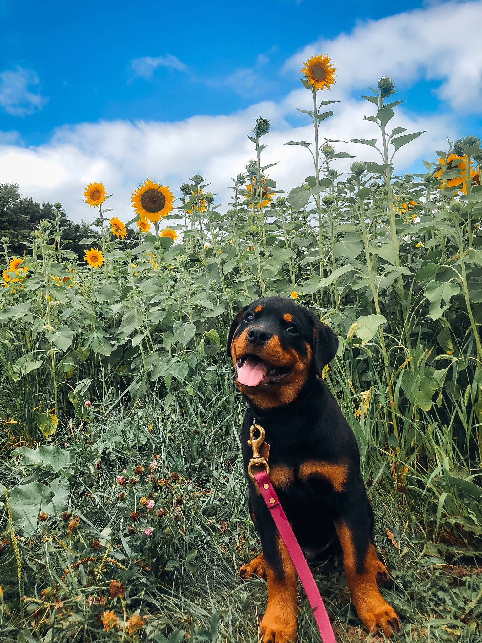 Boone joined the competition — help win amazing prizes! agriculture, annual_plant, carnivore, cloud, dog, dog_breed, field, flower, flowering_plant, grass, grassland, herbaceous_plant, landscape, plant, prairie, shrub, sky, tree, wildflower, working_animal