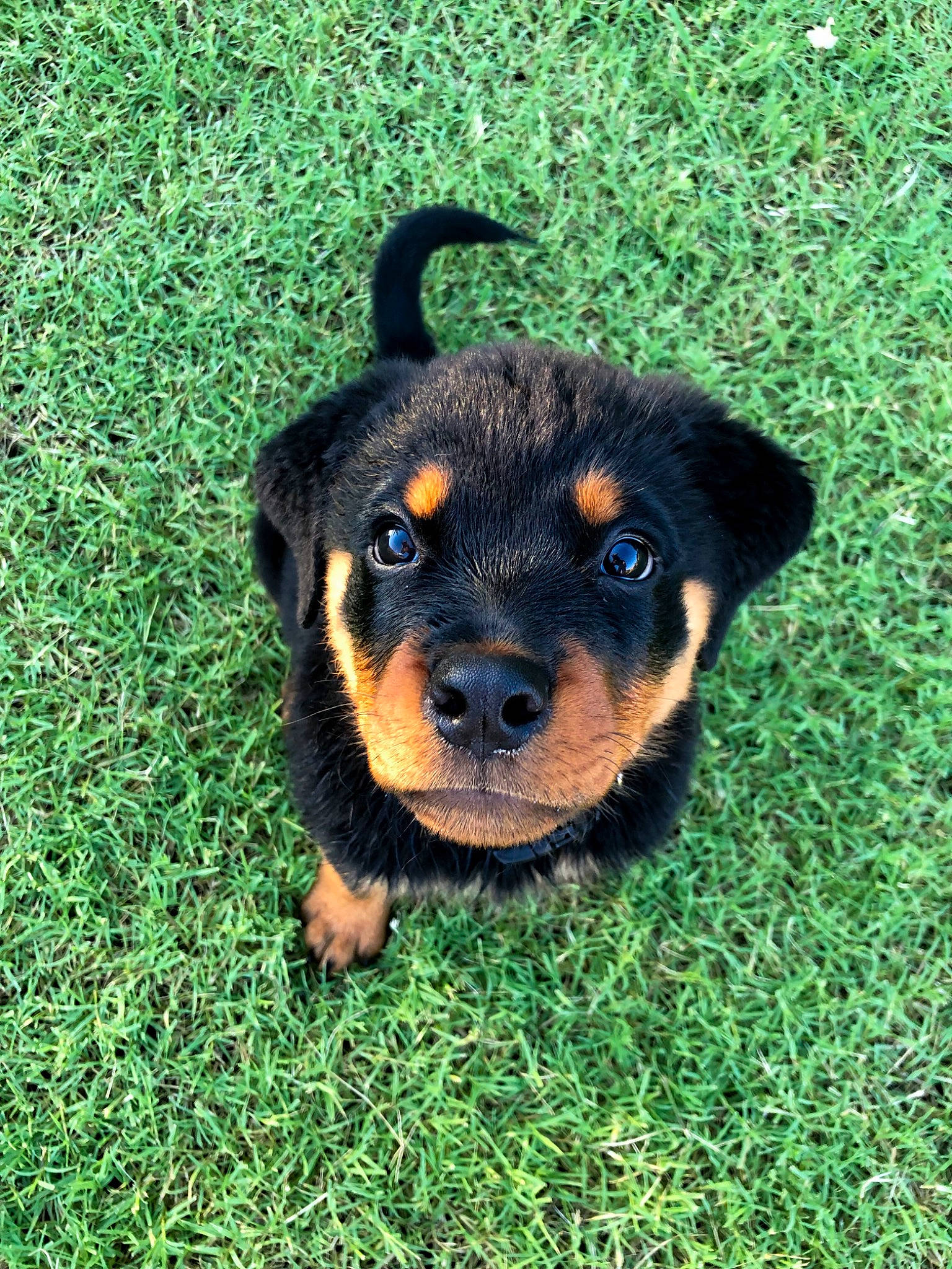 Boone joined the competition — help win amazing prizes! canidae, carnivore, companion_dog, dog, dog_breed, electric_blue, grass, groundcover, guard_dog, hound, pinscher, plant, rottweiler, snout, sporting_group, terrestrial_animal, terrier, toy_dog, whiskers, working_animal