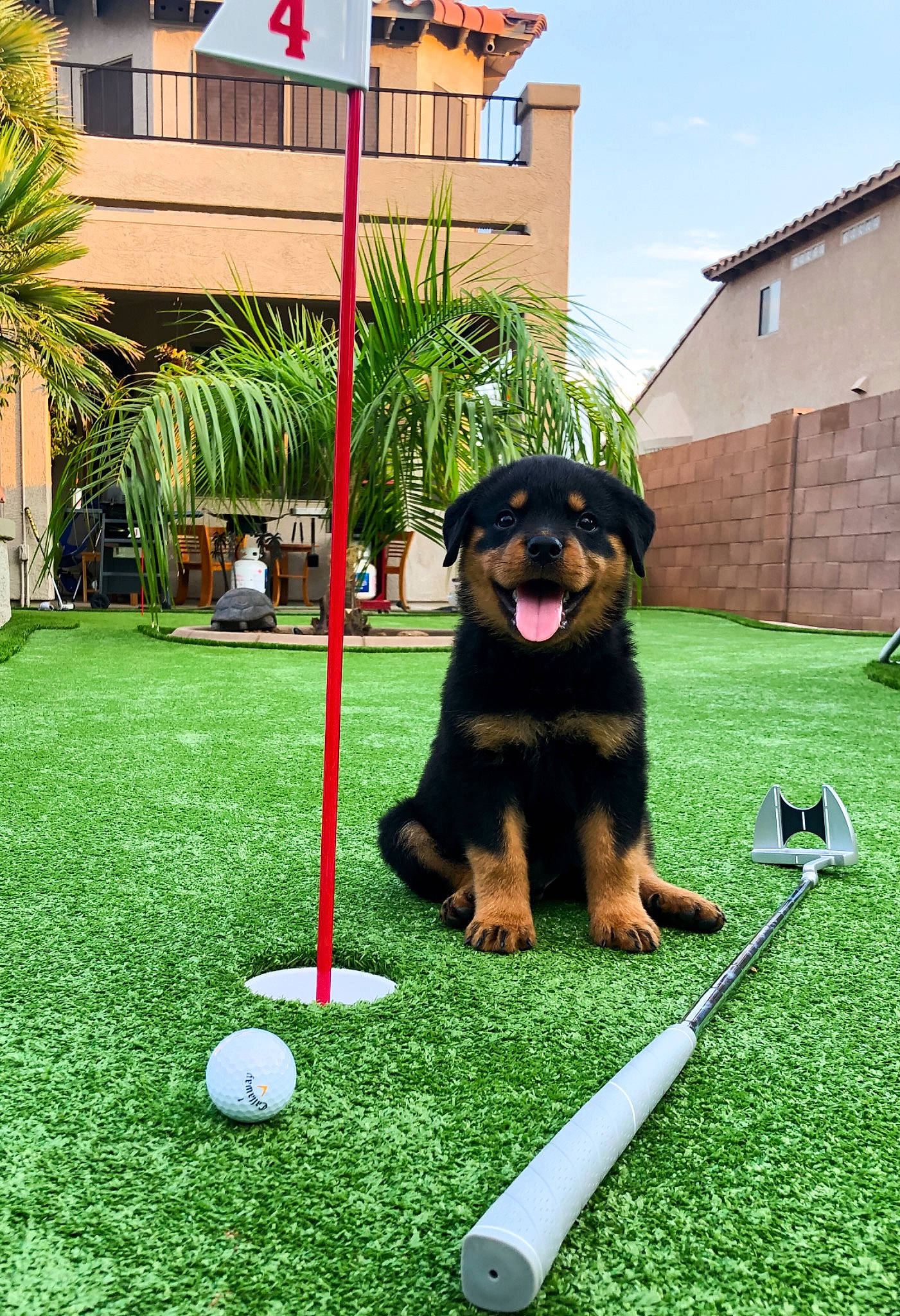 Boone joined the competition — help win amazing prizes! arecales, ball, building, carnivore, cloud, companion_dog, dog, dog_breed, grass, house, lawn, leisure, palm_tree, plant, recreation, sky, sports, sports_equipment, tree, window