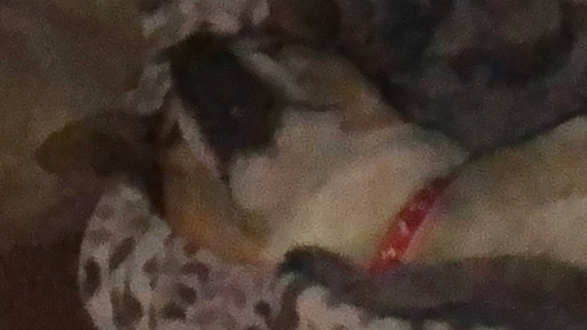 Sam is registered to the contest to win money with this photo: boa_constrictor, canidae, cat, fawn, felidae, kitten, muridae, non_sporting_group, puppy