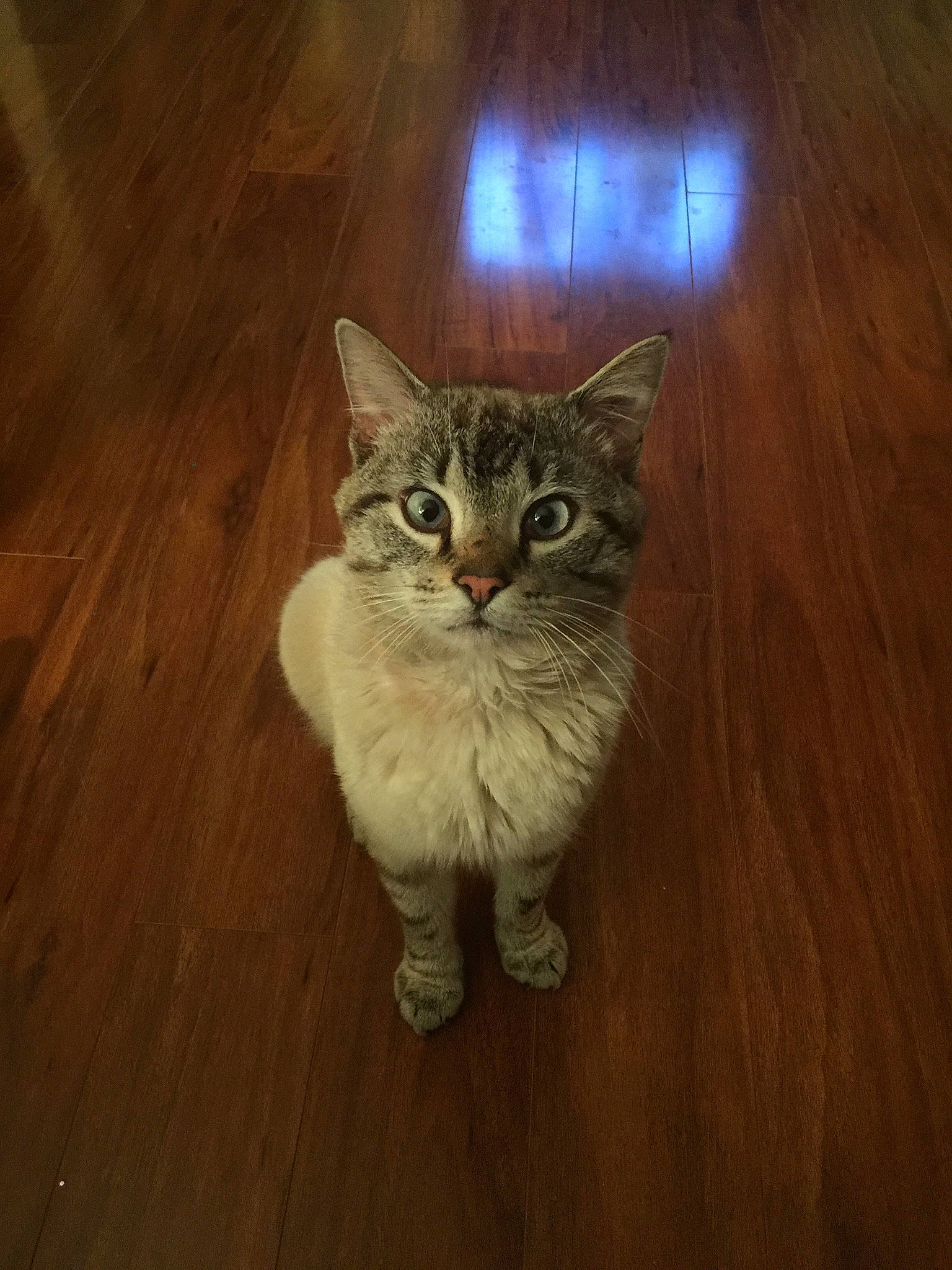 Sam is registered to the contest to win money with this photo: asian, asian_semi_longhair, carnivore, cat, domestic_long_haired_cat, domestic_short_haired_cat, european_shorthair, eye, felidae, hardwood, kitten, mammal, norwegian_forest_cat, pixie_bob, siberian, small_to_medium_sized_cats, tabby_cat, whiskers, wild_cat, wood