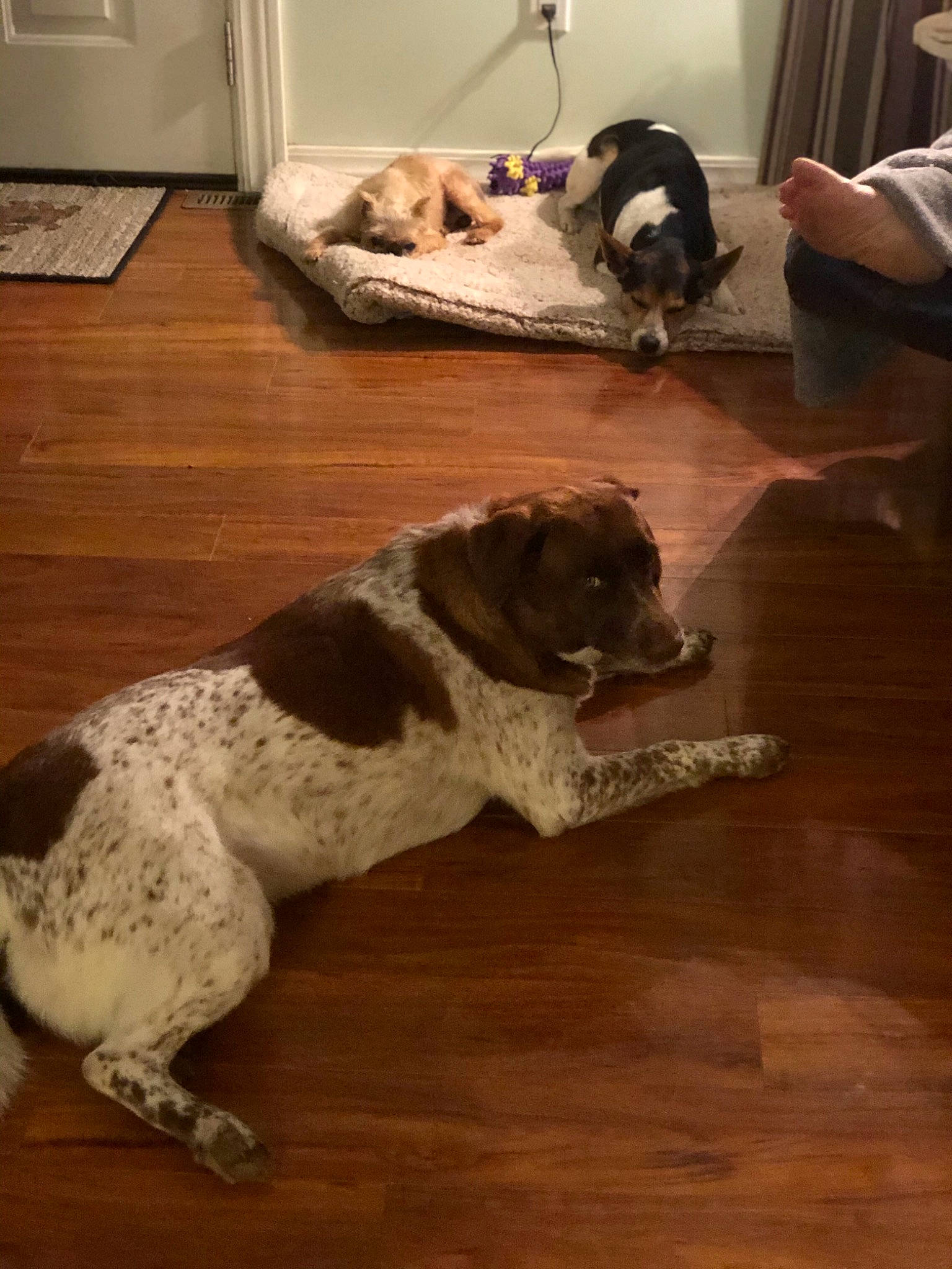 Suzy joined the competition — help win amazing prizes! braque_dauvergne, canidae, carnivore, dog, dog_breed, floor, flooring, german_shorthaired_pointer, hardwood, mammal, old_danish_pointer, pointer, pointing_breed, spaniel, sporting_group, vertebrate