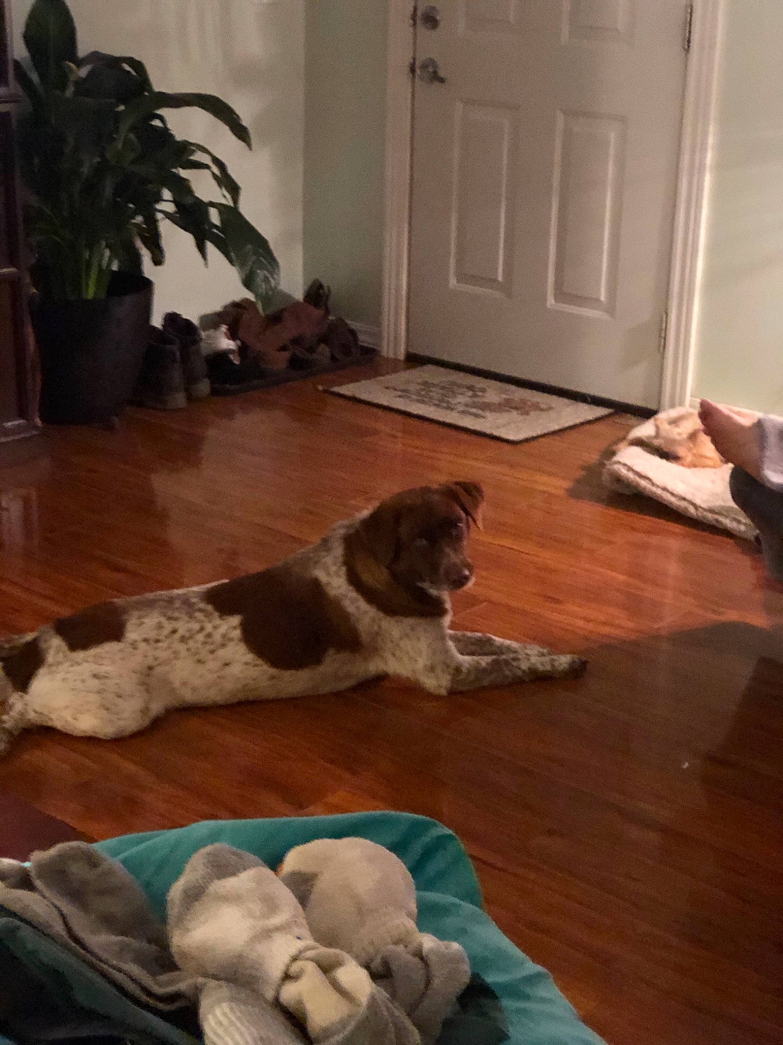 Suzy is registered to the contest to win money with this photo: canidae, carnivore, dog, dog_breed, fawn, floor, flooring, hardwood, laminate_flooring, puppy, spaniel, sporting_group, wood, wood_flooring
