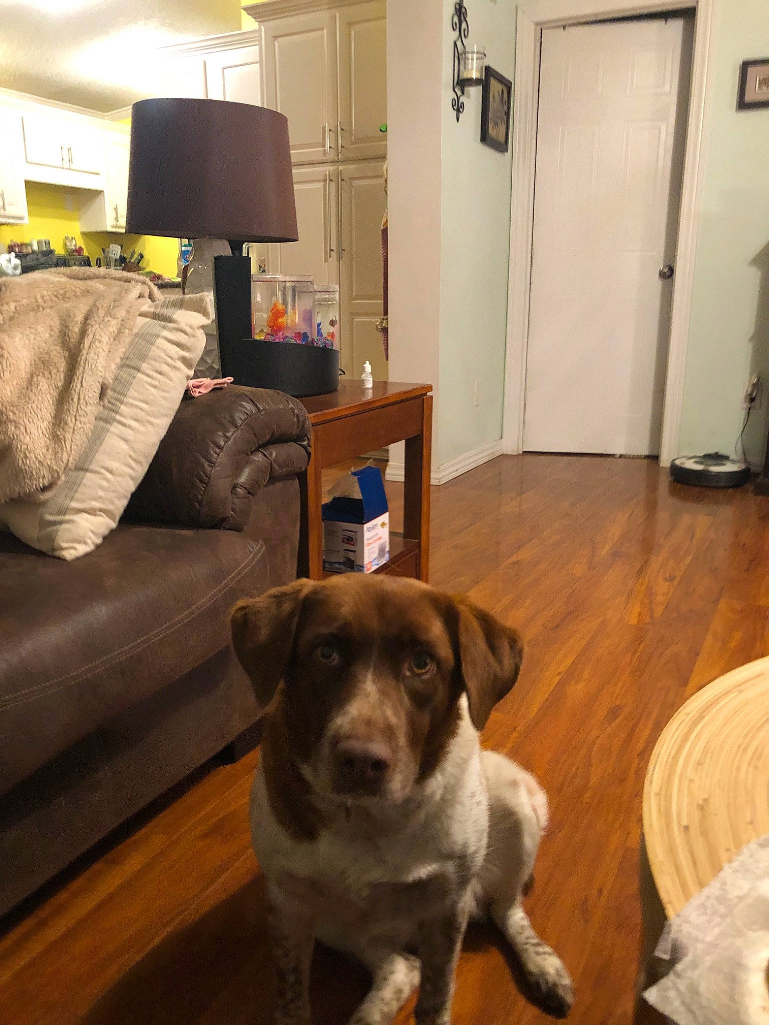 Suzy joined the competition — help win amazing prizes! canidae, carnivore, companion_dog, dog, dog_breed, fawn, floor, flooring, interior_design, living_room, mammal, room, snout, sporting_group