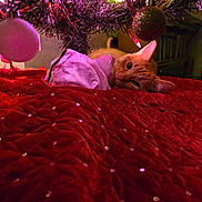 Billy is registered to the contest to win money with this photo: animal, cat, celebration, christmas_lights, christmas_tree, cozy, cute, decorations, feline, festive, holiday, home, indoor, orange_cat, ornaments, pet, quilted_blanket, red_blanket, relaxed, soft_lighting