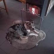 Talia participe au concours pour gagner de l'argent avec cette photo : dog, puppy, speckled_coat, merle_pattern, lying_down, pet_bed, sleepy, indoors, heater, warmth, cozy, tile_floor, furniture, home, portrait, animal, brown_and_white, black_and_white, resting, cute