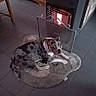 dog, puppy, speckled_coat, merle_pattern, lying_down, pet_bed, sleepy, indoors, heater, warmth, cozy, tile_floor, furniture, home, portrait, animal, brown_and_white, black_and_white, resting, cute