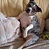 animal, black_and_white, blanket, brown, couch, cozy, dog, funny_pose, indoors, living_room, pet, pillows, portrait, puppy, raised_paw, sitting, sofa, spotted_dog, toy, upright
