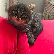 Azur a rejoint le concours — aidez-le/la à gagner de superbes lots ! kitten, cat, tabby, feline, fur, pet, cute, animal, whiskers, ears, eyes, red_blanket, indoor, young, small, resting, cozy, soft, domestic, curious