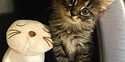 Azur participe au concours pour gagner de l'argent avec cette photo : kitten, cat, plush_toy, pet_tent, cozy, indoor, fur, cute, tabby, pets, animal, soft, small, gray, whiskers, ears, sitting, stuffed_animal, domestic_cat, closeup