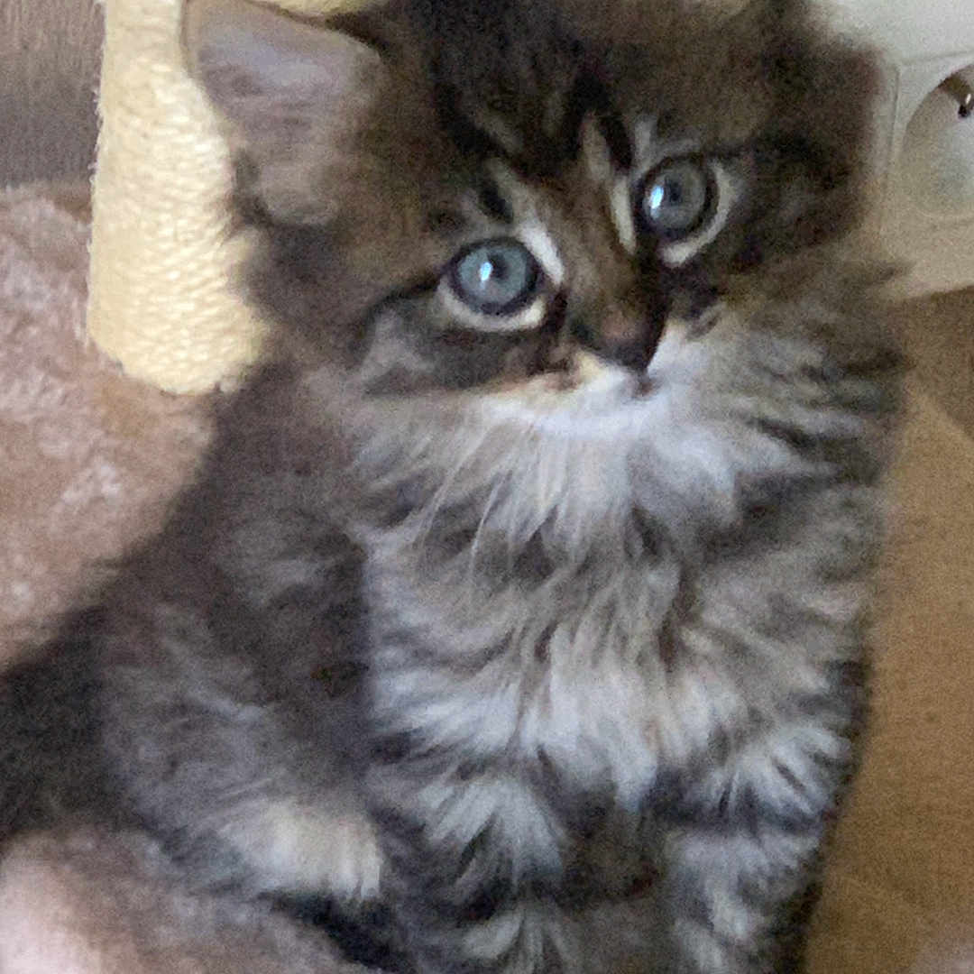 Azur participe au concours pour gagner de l'argent avec cette photo : animal, beige, cat, cat_tree, claws, curious, cute, ears, eyes, feline, fluffy, fur, indoor, kitten, pet, sitting, soft, tabby, whiskers, young