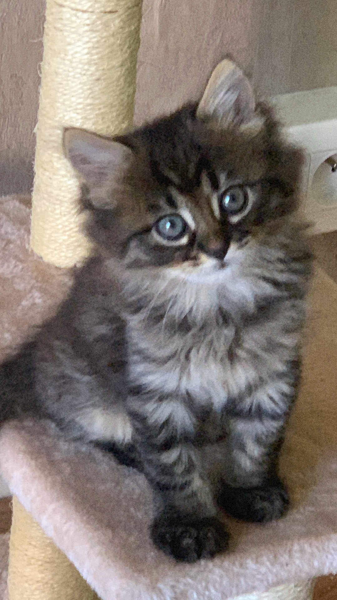 Azur participe au concours pour gagner de l'argent avec cette photo : kitten, cat, tabby, fluffy, pet, animal, cute, feline, ears, whiskers, claws, indoor, soft, fur, young, sitting, curious, eyes, cat_tree, beige