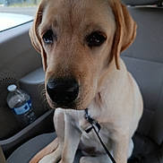 Alma a rejoint le concours — aidez-le/la à gagner de superbes lots ! puppy, labrador_retriever, dog, car_seat, leash, water_bottle, interior, window, pet, canine, young, sitting, close_up, animal, companion, domestic, cute, indoor, vehicle, face