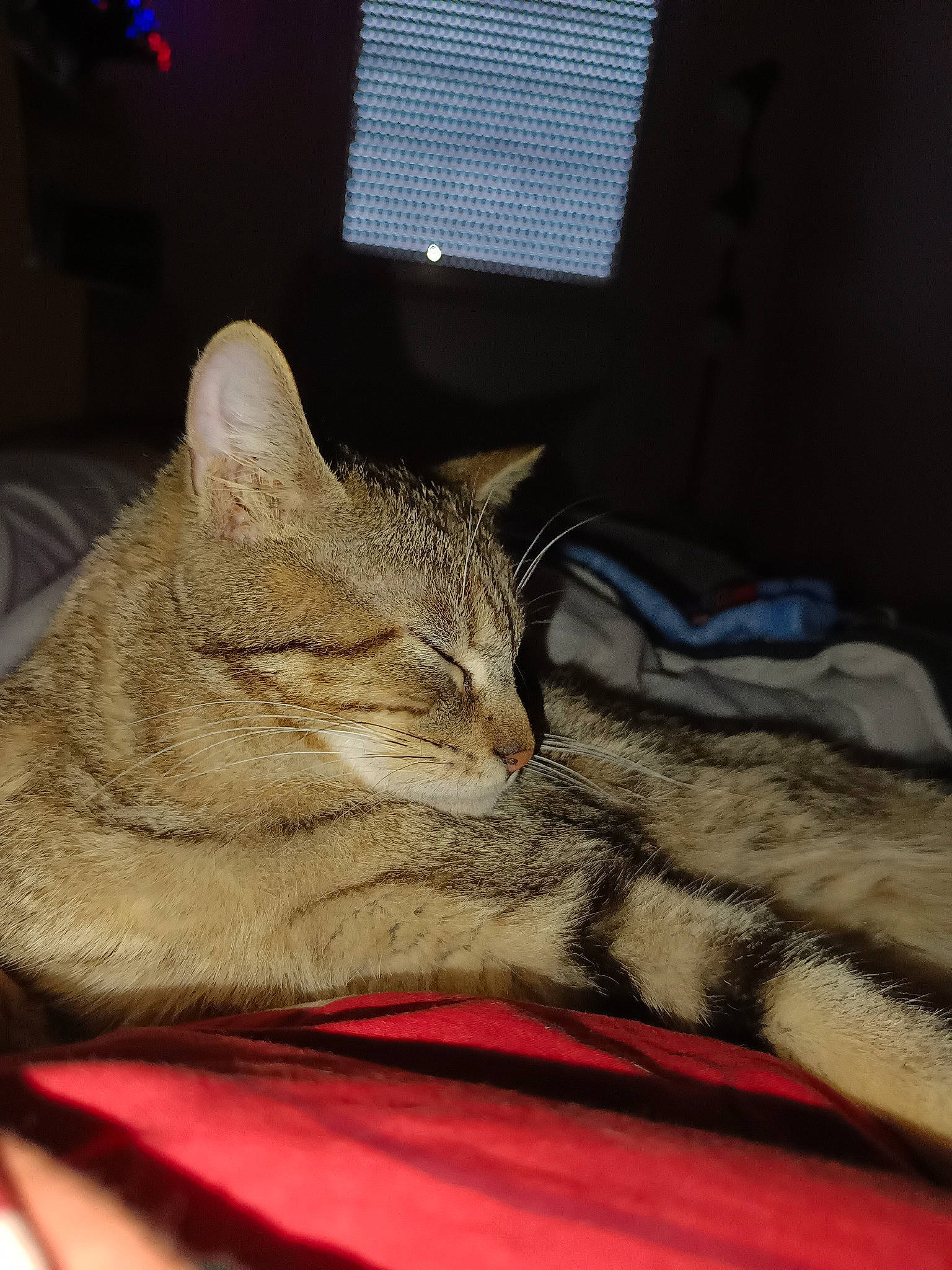 Bart participe au concours pour gagner de l'argent avec cette photo : bed, bed_sheet, bedding, carmine, carnivore, cat, comfort, domestic_short_haired_cat, felidae, fur, linens, nap, plant, room, small_to_medium_sized_cats, snout, tail, whiskers, window, wood