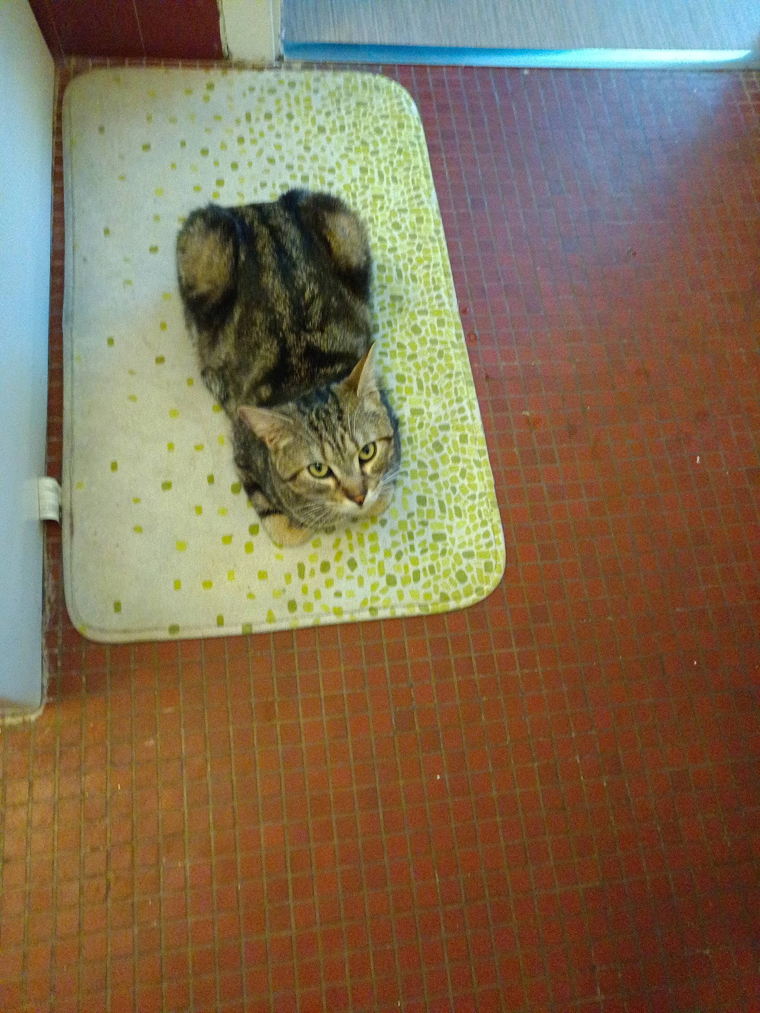 Bart a rejoint le concours — aidez-le/la à gagner de superbes lots ! carnivore, cat, domestic_short_haired_cat, eye, fawn, felidae, floor, flooring, fur, hardwood, linens, pattern, rectangle, small_to_medium_sized_cats, snout, tail, terrestrial_animal, whiskers, wildlife, wood