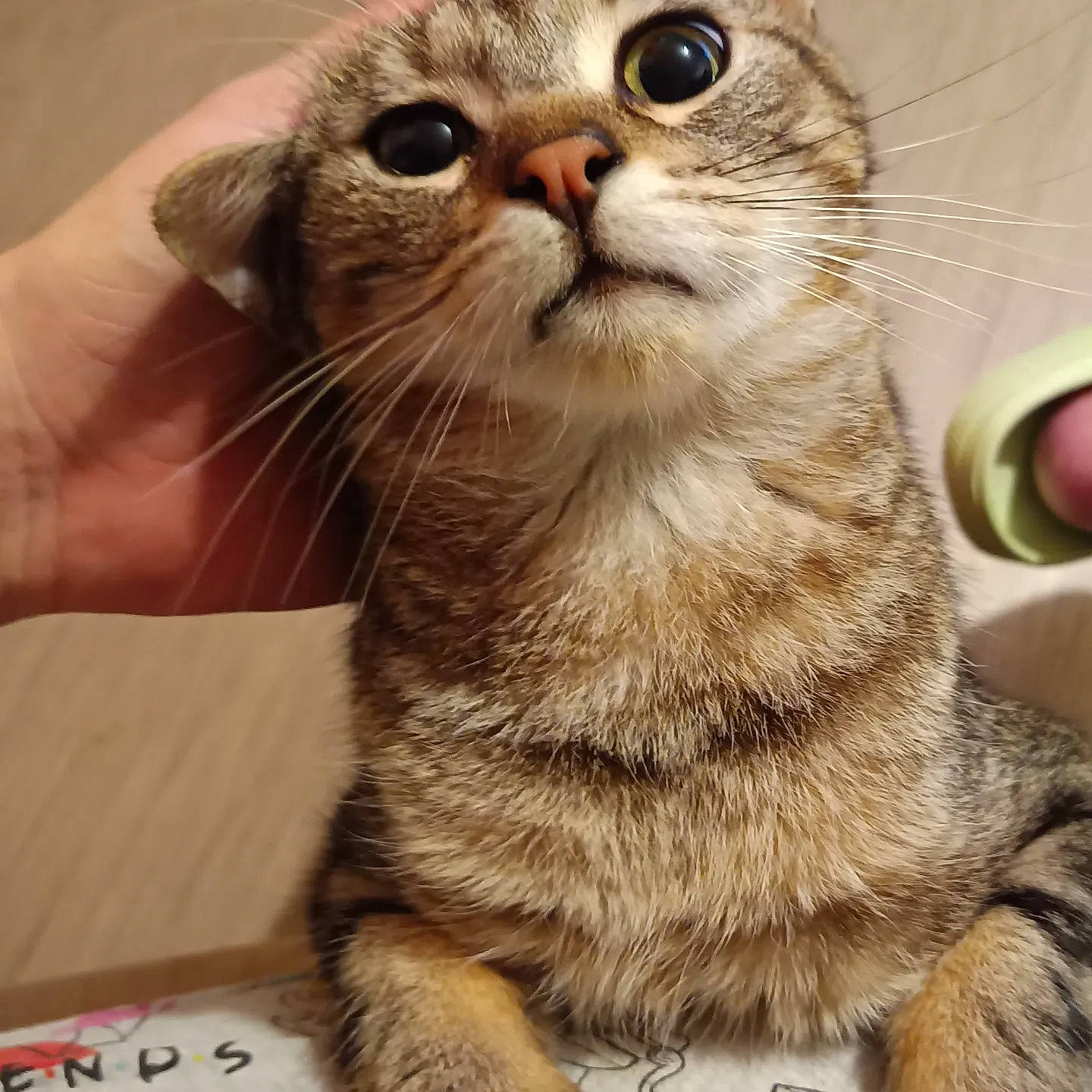 Bart a rejoint le concours — aidez-le/la à gagner de superbes lots ! carnivore, cat, claw, domestic_short_haired_cat, eye, felidae, fur, paw, small_to_medium_sized_cats, snout, tail, terrestrial_animal, whiskers