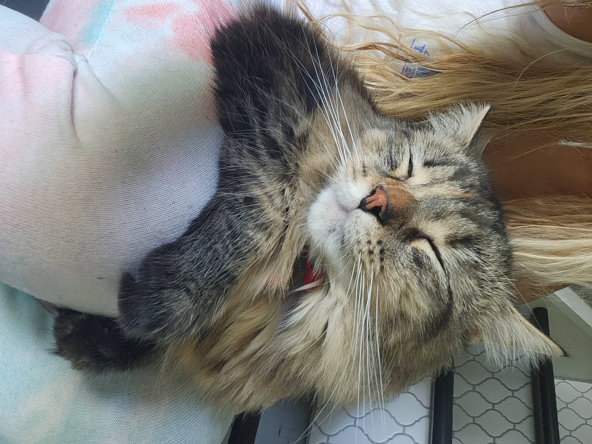 Jewels joined the competition — help win amazing prizes! carnivore, cat, claw, comfort, domestic_short_haired_cat, eye, felidae, fence, fur, maine_coon, mesh, nap, paw, sleep, small_to_medium_sized_cats, snout, terrestrial_animal, whiskers, yawn