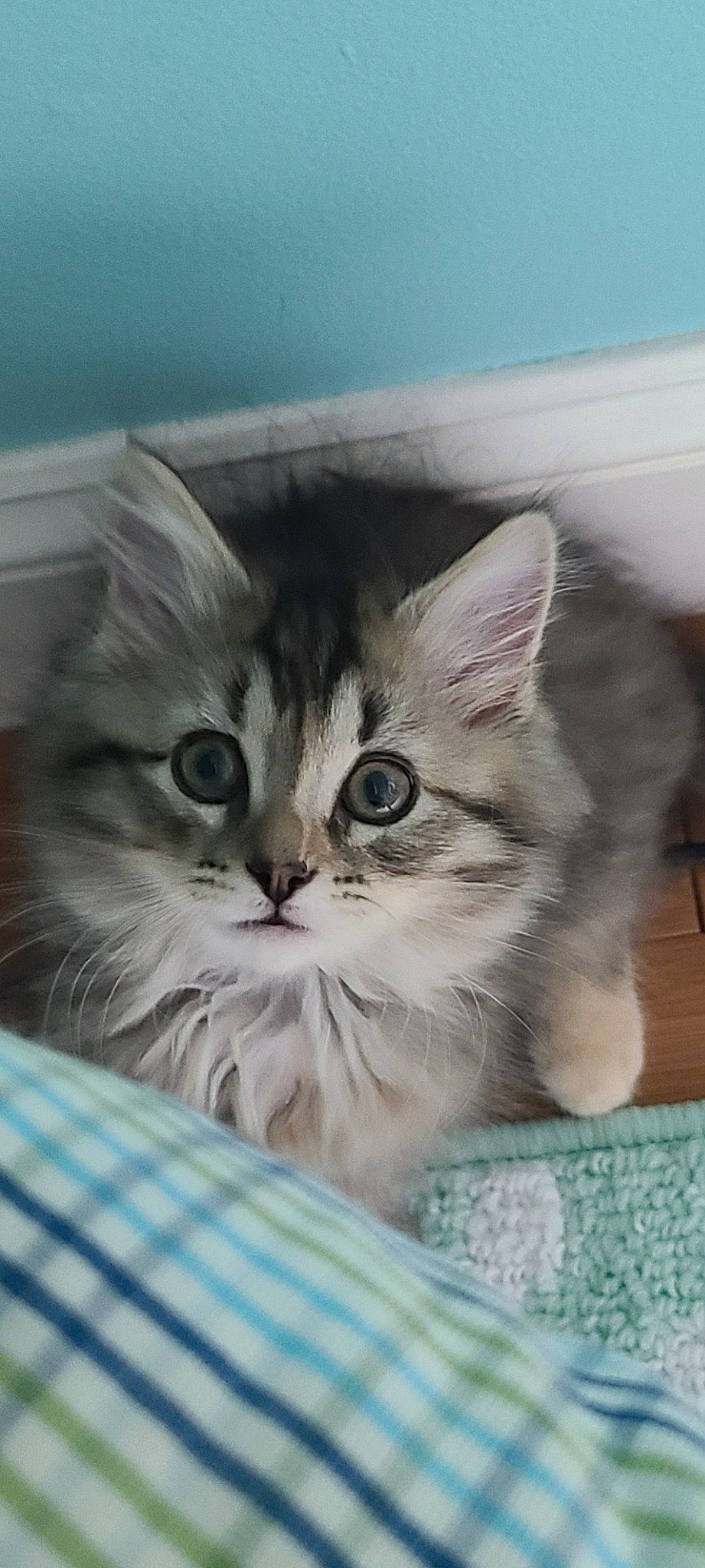 Jewels joined the competition — help win amazing prizes! box, carnivore, cat, cat_supply, claw, comfort, domestic_short_haired_cat, drawer, fawn, felidae, fur, iris, paw, photo_caption, small_to_medium_sized_cats, snout, whiskers, window