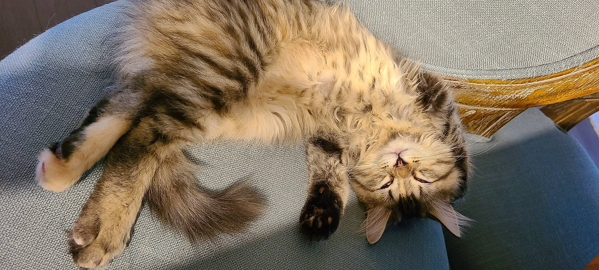 Jewels joined the competition — help win amazing prizes! big_cats, carnivore, cat, claw, comfort, domestic_short_haired_cat, fawn, felidae, fur, nap, paw, sleep, small_to_medium_sized_cats, snout, tail, terrestrial_animal, whiskers