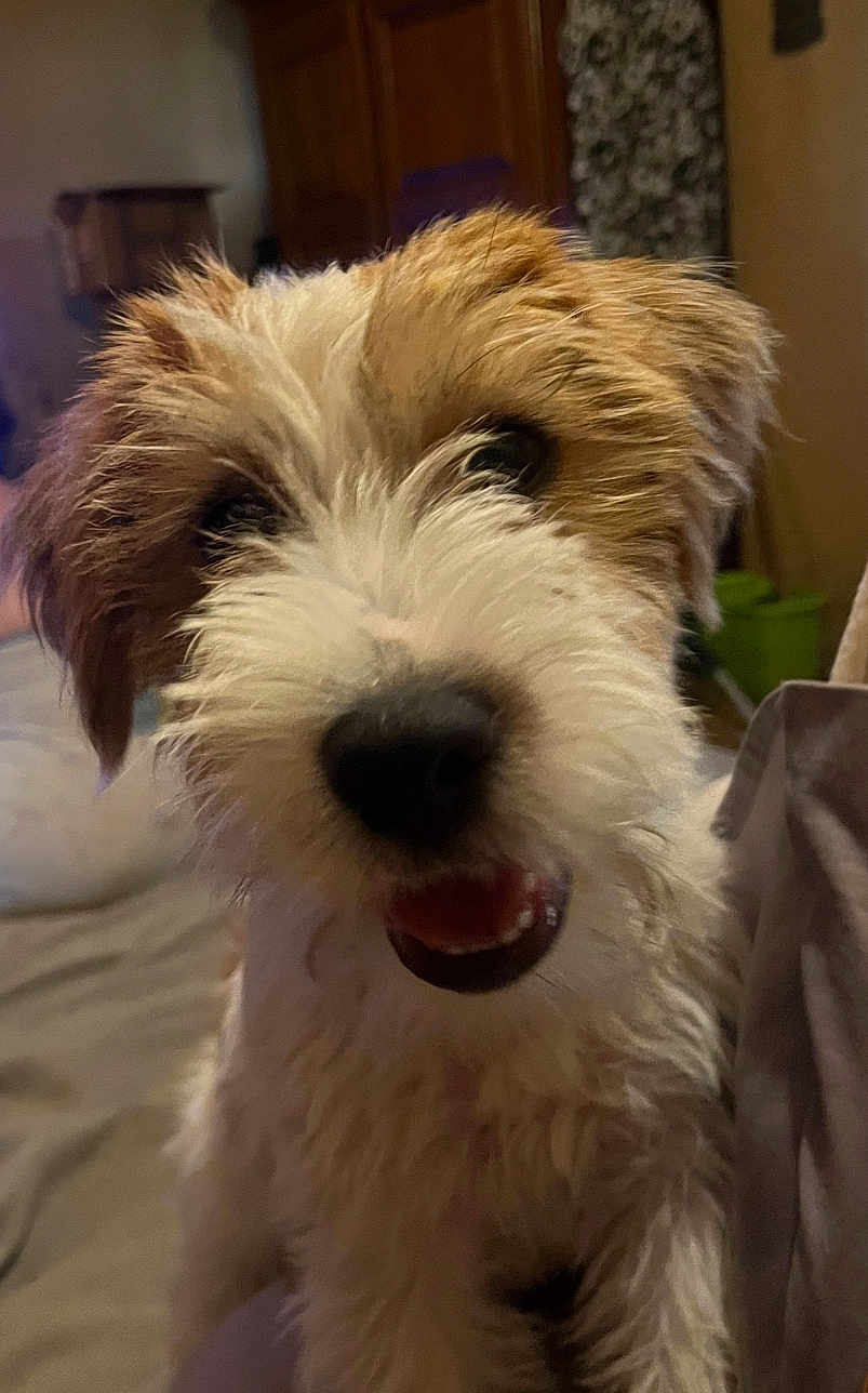 Amor a rejoint le concours — aidez-le/la à gagner de superbes lots ! dog, pet, close_up, smiling, indoor, fur, brown, white, happy, animal, canine, cute, face, portrait, furry, domestic, companion, friendly, home, blurred_background