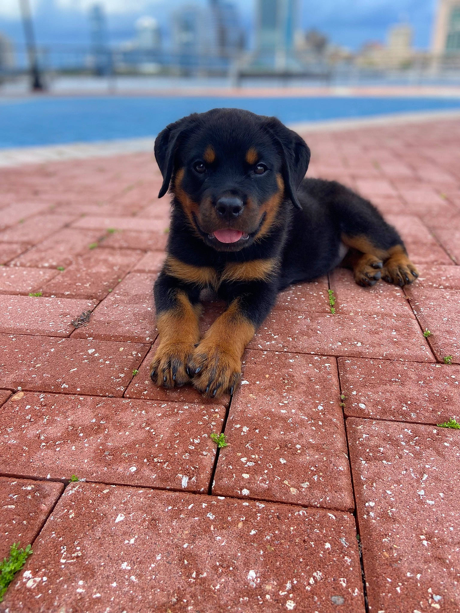 Bennie joined the competition — help win amazing prizes! asphalt, carnivore, cobblestone, companion_dog, dog, dog_breed, flooring, grass, guard_dog, plant, road_surface, shadow, sidewalk, sky, snout, sporting_group, tar, tree, water, working_dog