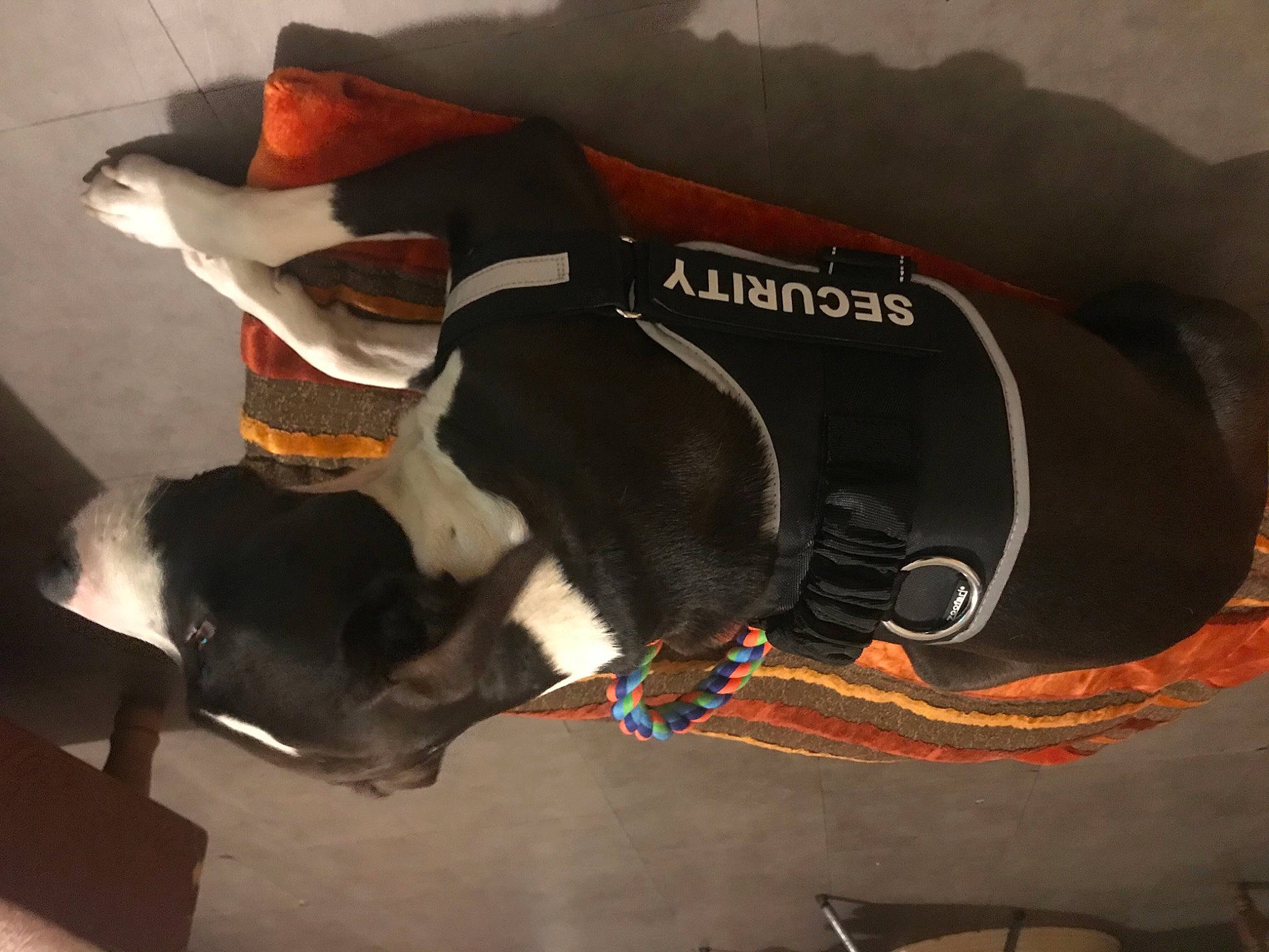 Larue a rejoint le concours — aidez-le/la à gagner de superbes lots ! canidae, carnivore, dog, dog_breed, fawn, non_sporting_group, snout, sporting_group