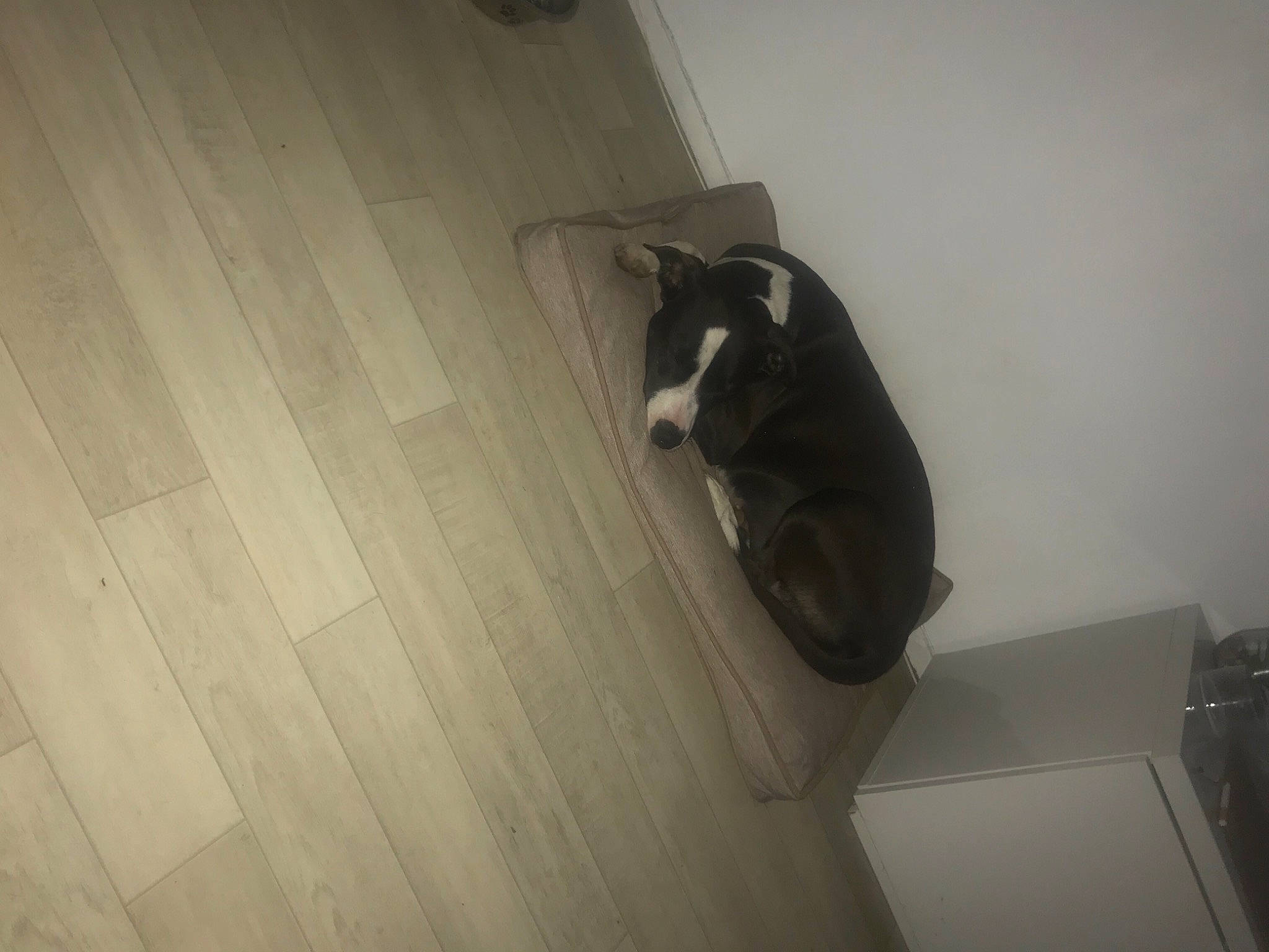 Larue a rejoint le concours — aidez-le/la à gagner de superbes lots ! boston_terrier, canidae, carnivore, cat, dog_breed, fawn, floor, flooring, hardwood, non_sporting_group, tail, whiskers