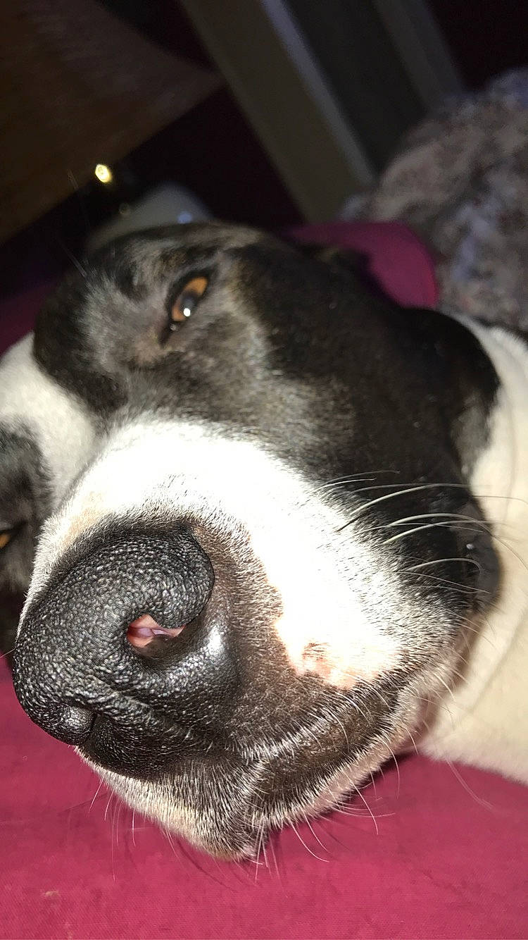 Larue participe au concours pour gagner de l'argent avec cette photo : american_staffordshire_terrier, boston_terrier, canidae, carnivore, close_up, dog, dog_breed, mammal, non_sporting_group, nose, pointer, puppy, snout, sporting_group, valley_bulldog, vertebrate, whiskers