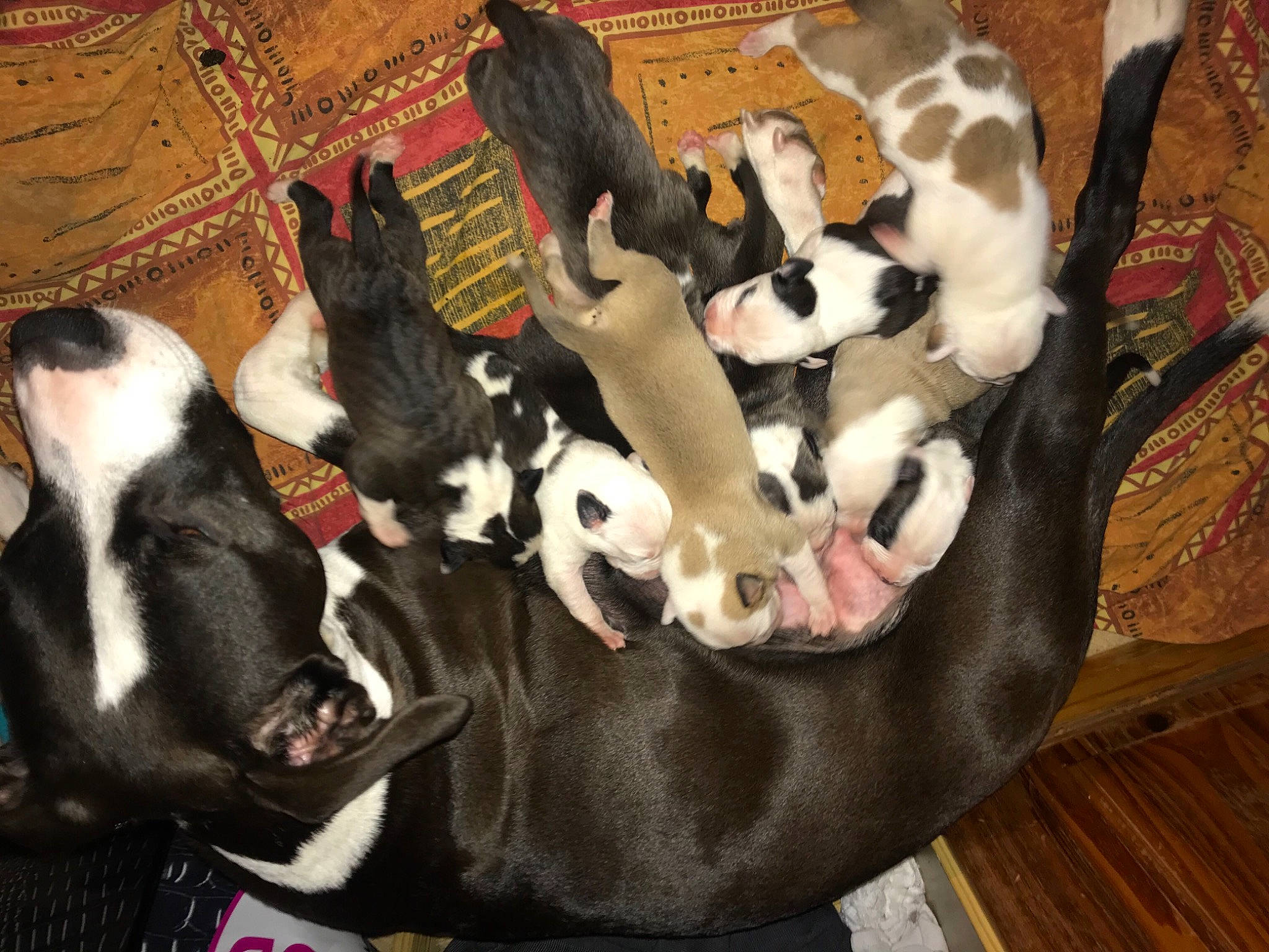 Larue a rejoint le concours — aidez-le/la à gagner de superbes lots ! american_staffordshire_terrier, boston_terrier, canidae, carnivore, companion_dog, dog, dog_breed, fawn, mammal, non_sporting_group, puppy, sporting_group, vertebrate