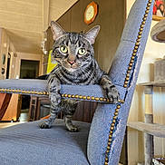 Bubba Joe is registered to the contest to win money with this photo: animal, carpet, cat, cat_tree, chair, clock, closeup, curious, decor, ears, eyes, furniture, home, indoor, living_room, paws, pet, tabby, whiskers, wooden_floor