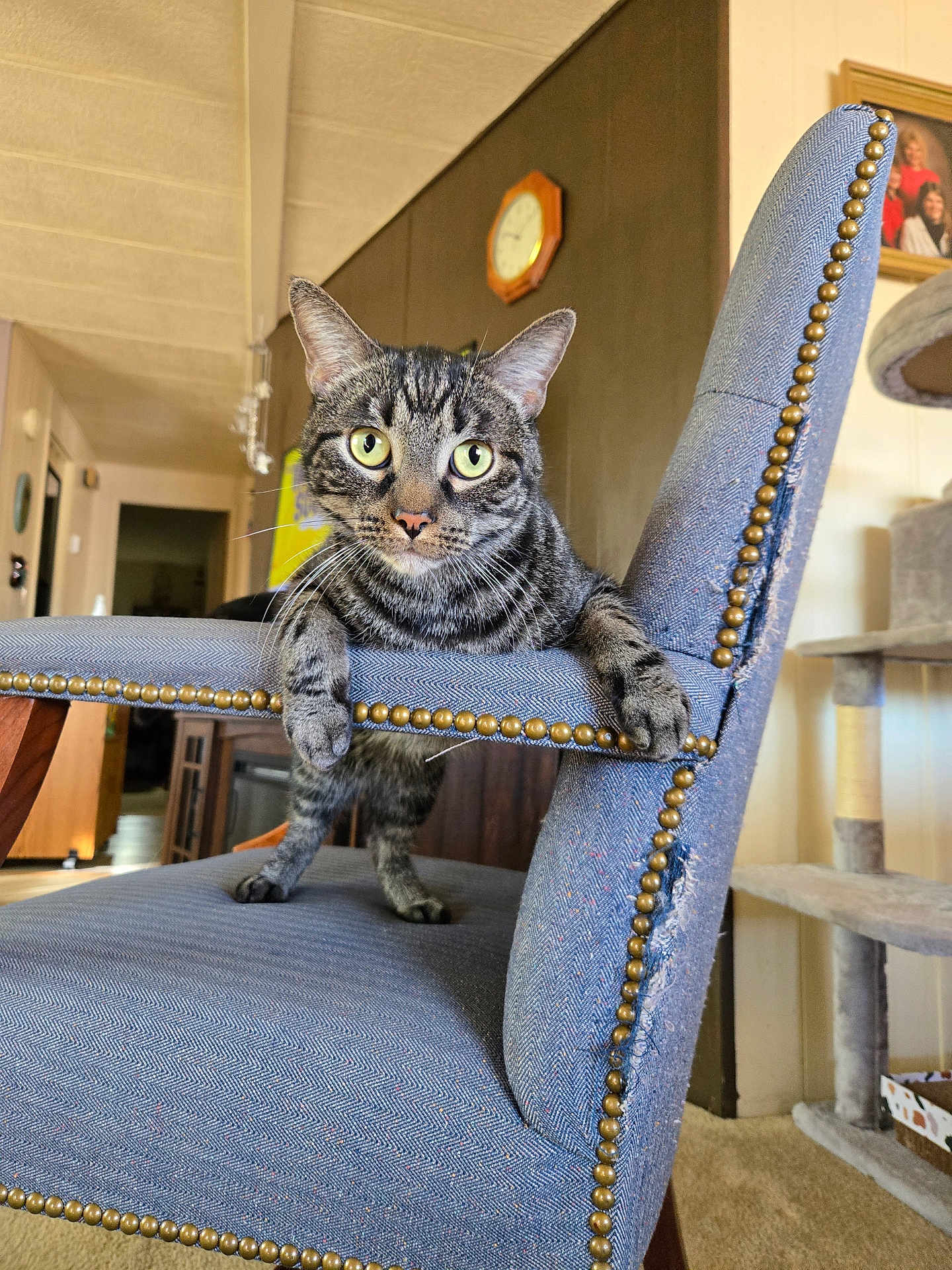 Bubba Joe is registered to the contest to win money with this photo: animal, carpet, cat, cat_tree, chair, clock, closeup, curious, decor, ears, eyes, furniture, home, indoor, living_room, paws, pet, tabby, whiskers, wooden_floor