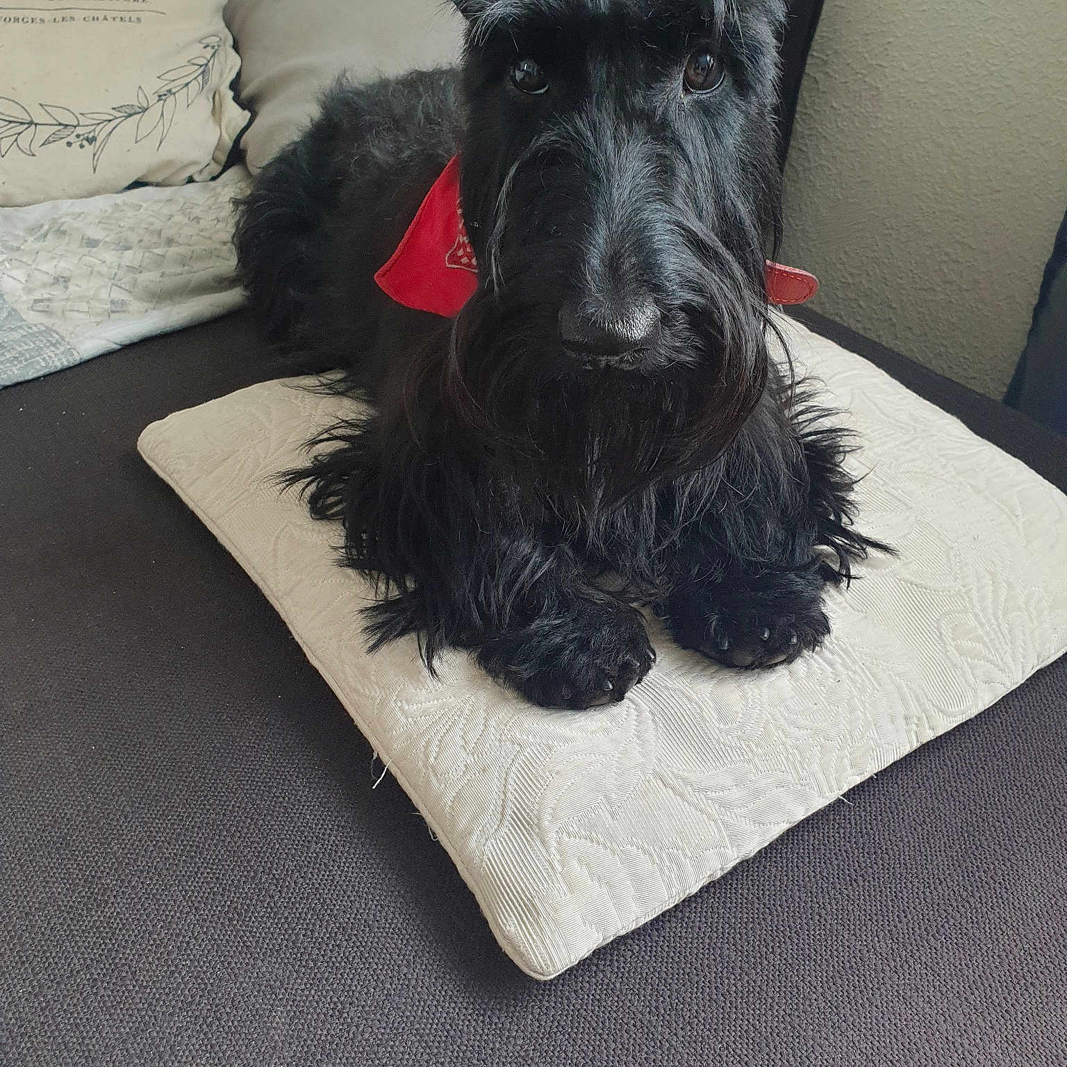 Lilou