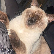 Coco participe au concours pour gagner de l'argent avec cette photo : cat, siamese_cat, pet, sleeping, close_up, fur, whiskers, paw, denim, fabric, indoor, cozy, relaxed, cute, animal, mammal, feline, resting, soft_lighting, portrait