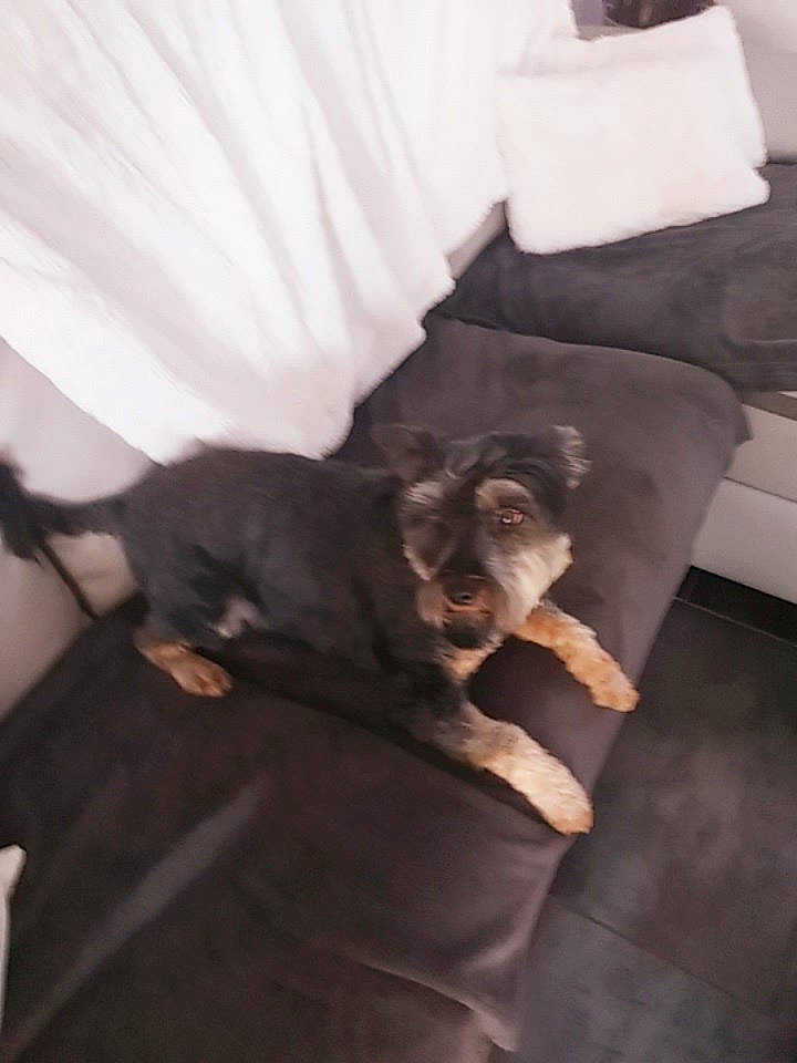 Luna a rejoint le concours — aidez-le/la à gagner de superbes lots ! bed, bedding, carnivore, comfort, companion_dog, couch, dog, dog_breed, dress, fawn, felidae, fur, gesture, grey, linens, mammal, room, small_to_medium_sized_cats, tints_and_shades, whiskers