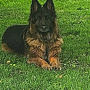 Odelyss participe au concours pour gagner de l'argent avec cette photo : dog, german_shepherd, animal, pet, grass, outdoor, laying_down, fur, ears, nature, canine, mammal, green, field, resting, alert, portrait, cute, domestic_animal, grass_field