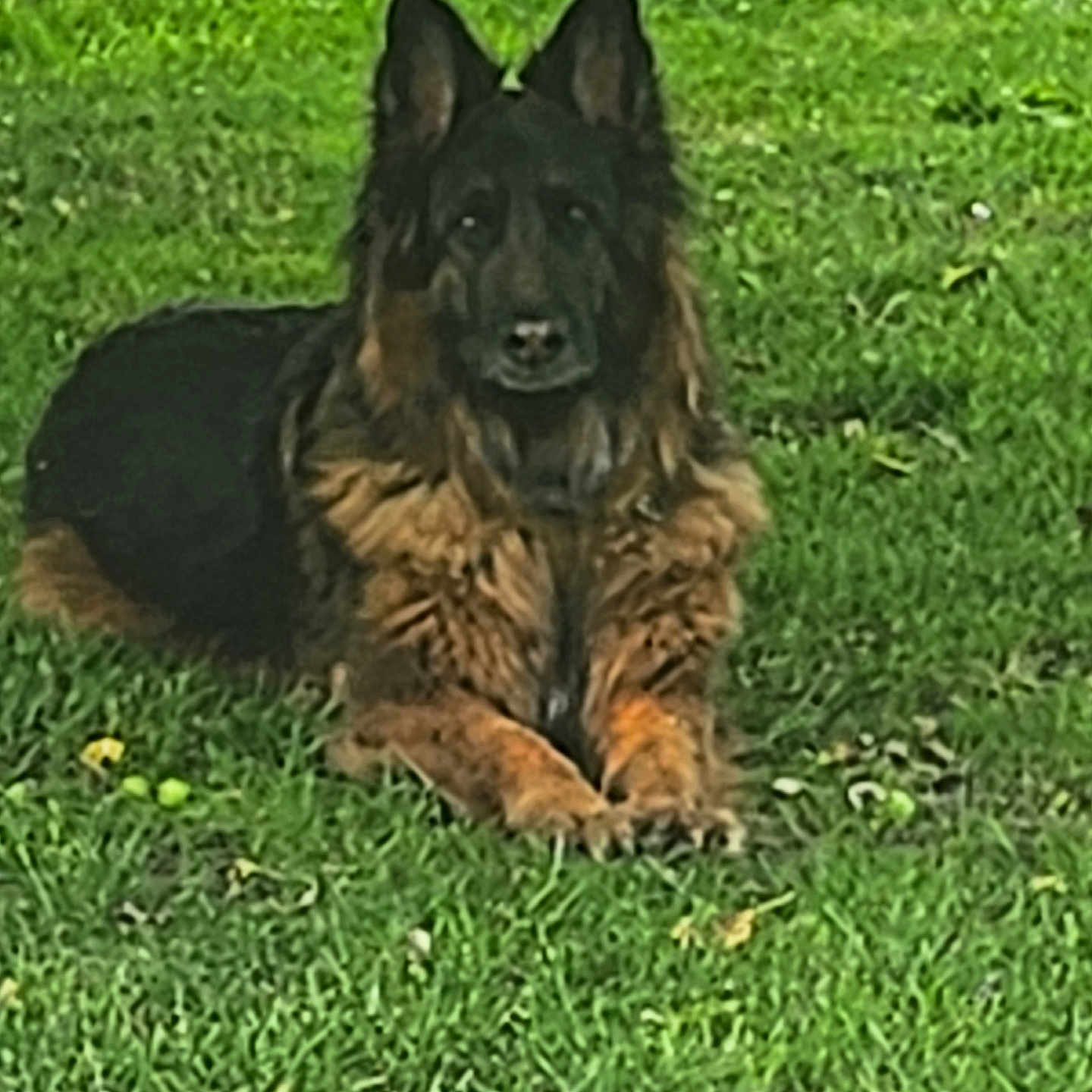Odelyss participe au concours pour gagner de l'argent avec cette photo : alert, animal, canine, cute, dog, domestic_animal, ears, field, fur, german_shepherd, grass, grass_field, green, laying_down, mammal, nature, outdoor, pet, portrait, resting
