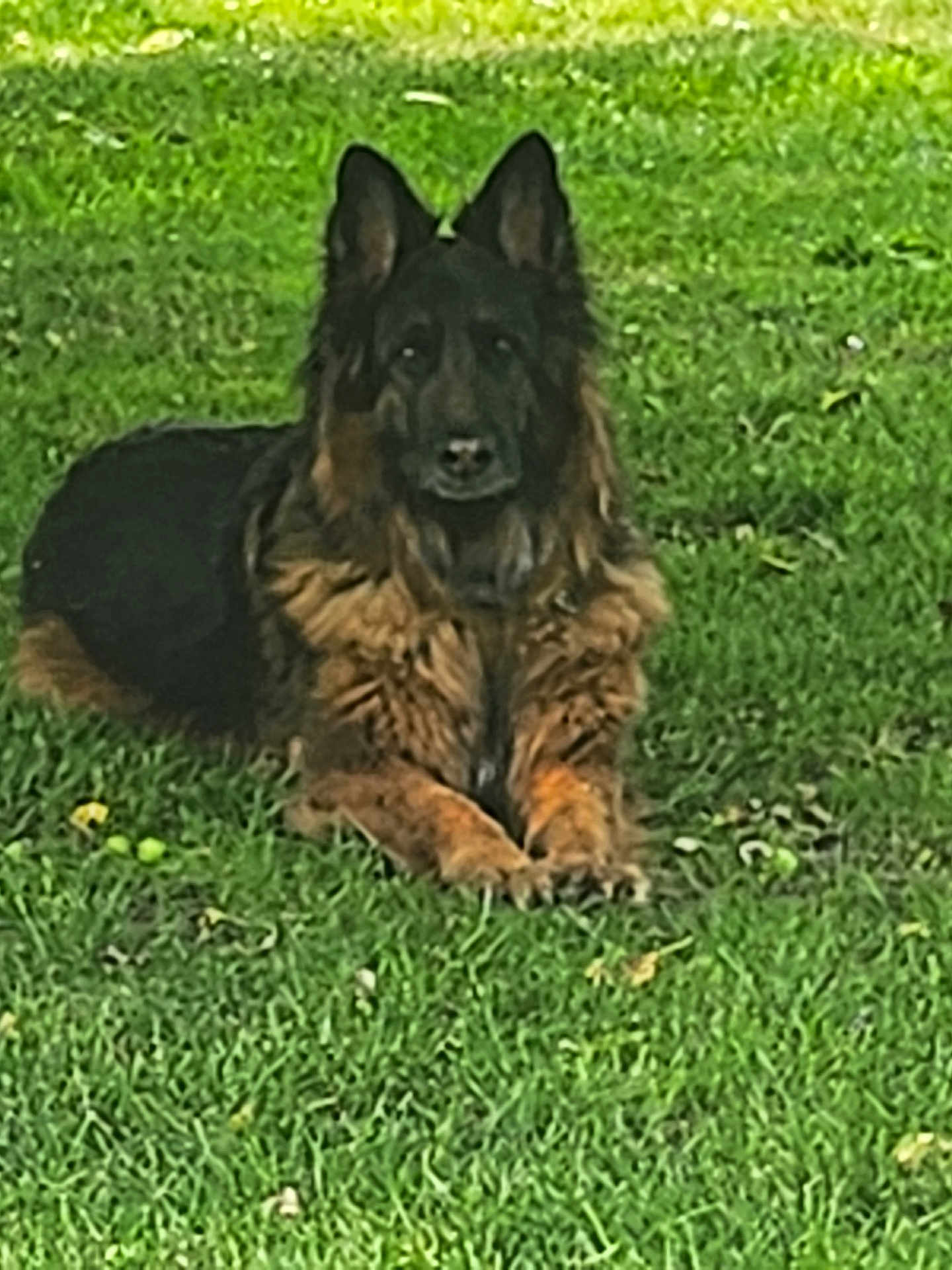 Odelyss participe au concours pour gagner de l'argent avec cette photo : dog, german_shepherd, animal, pet, grass, outdoor, laying_down, fur, ears, nature, canine, mammal, green, field, resting, alert, portrait, cute, domestic_animal, grass_field