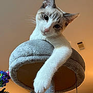 Asher is registered to the contest to win money with this photo: animal, cat, ceiling, closeup, colorful, cozy, curious, cute, feline, flowers, fur, gray, home, indoor, light, paw, perch, pet, relaxed, whiskers