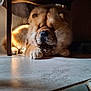 animal, brown, calm, chair, chow_chow, cute, dog, floor, fluffy, fur, home, indoor, mammal, paw, pet, relaxing, resting, shadow, sunlight, tile_floor